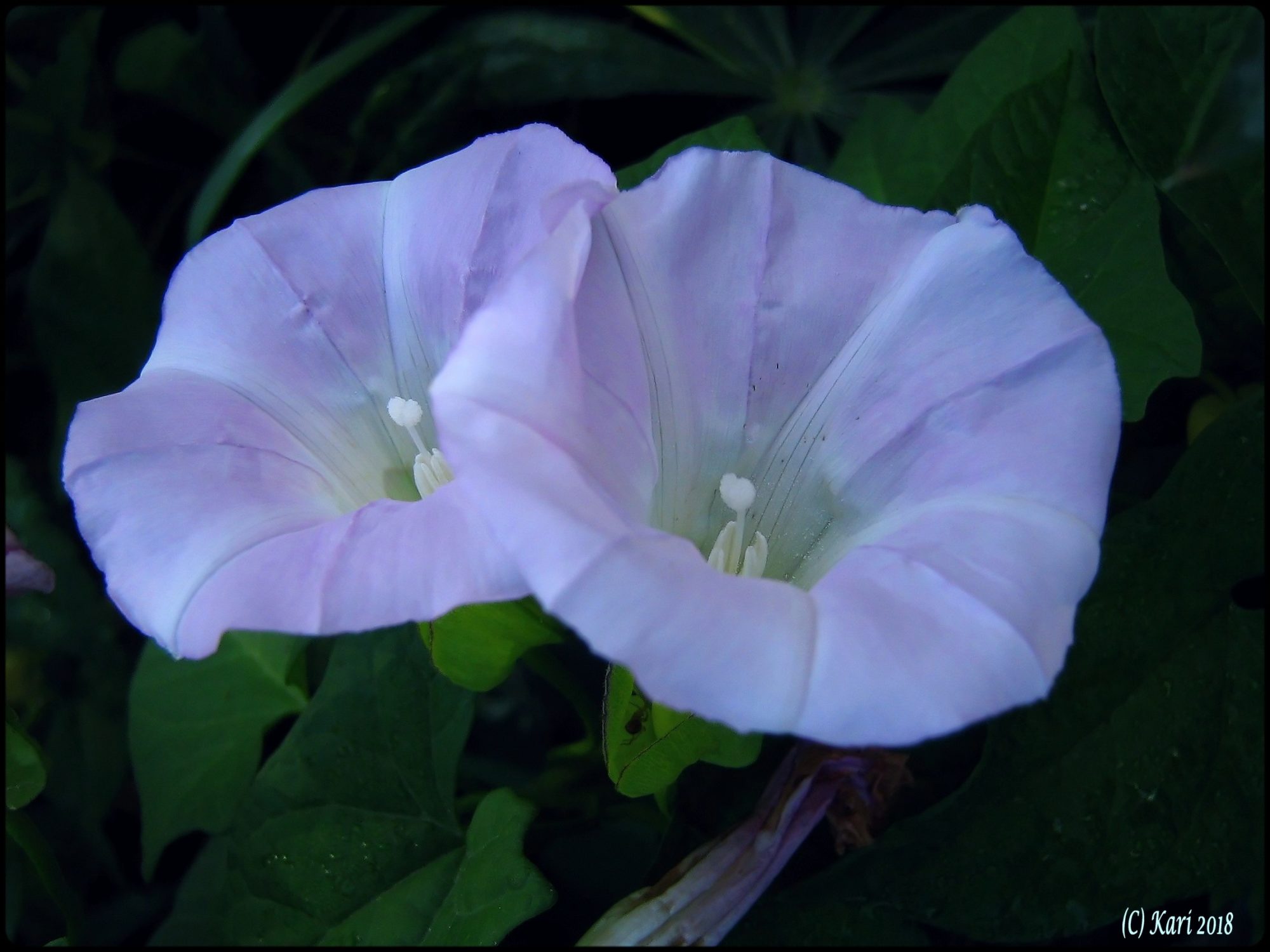 Valokuvaaja: Kari Saarinen