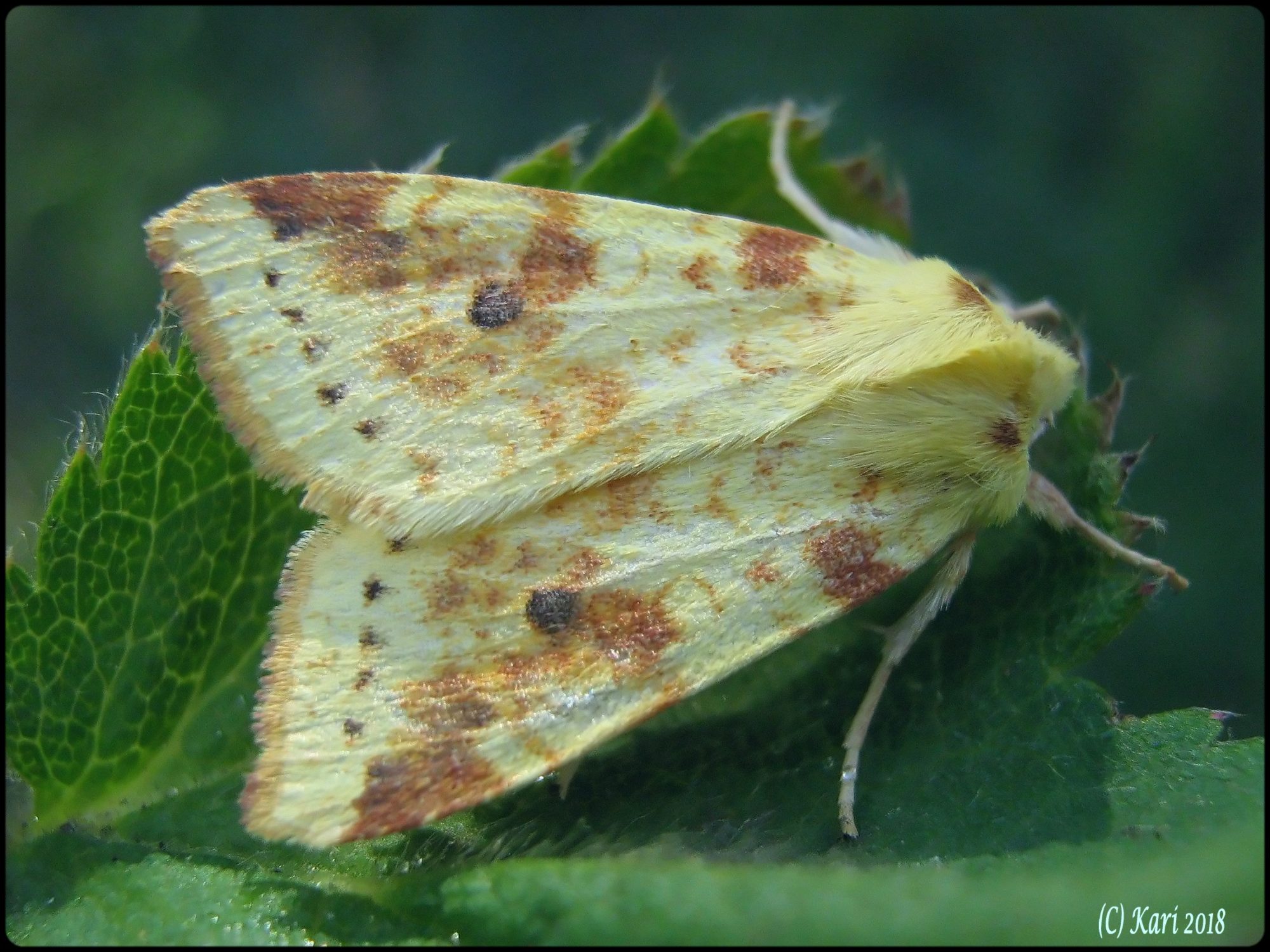 Valokuvaaja: Kari Saarinen