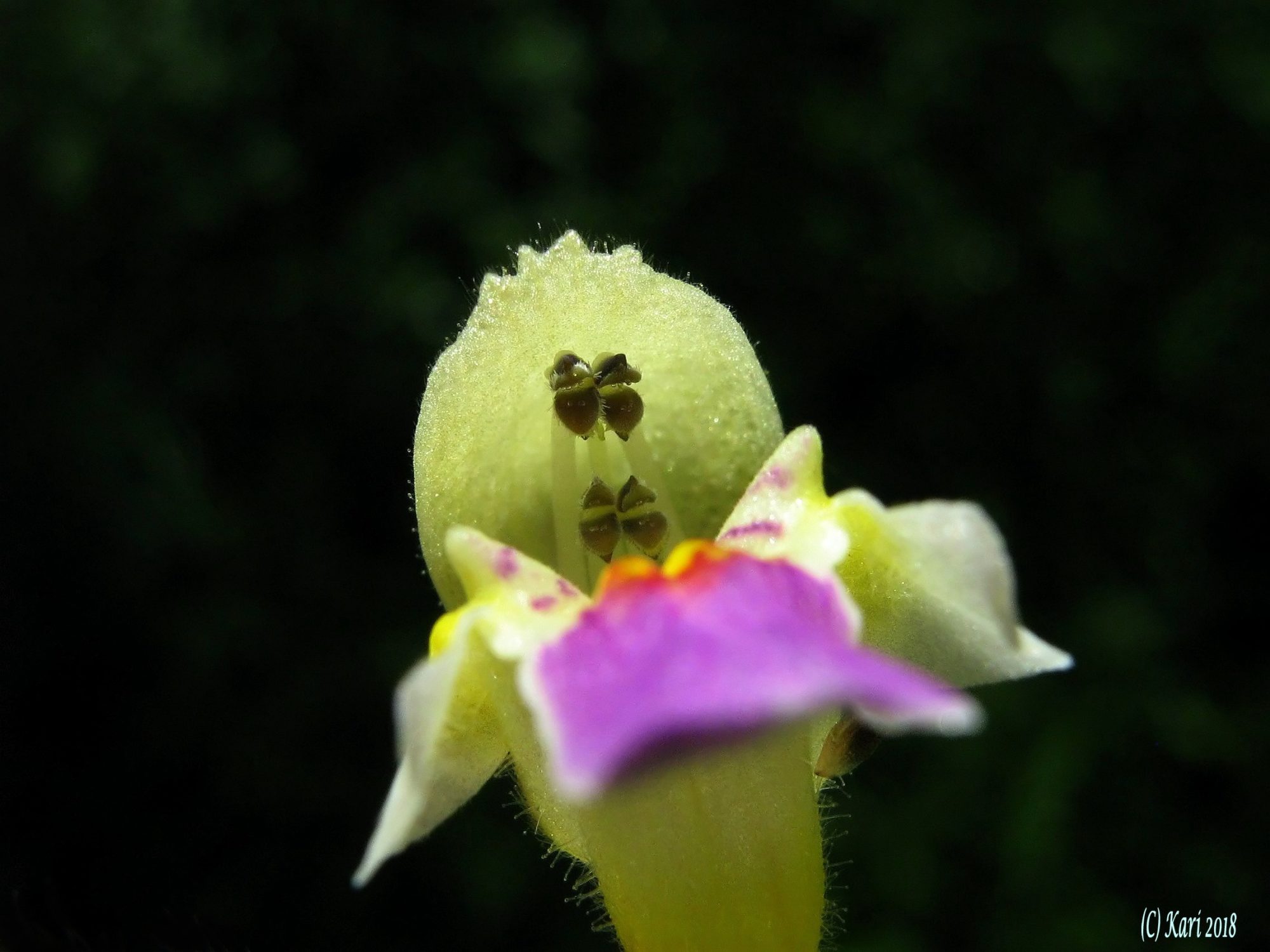 Valokuvaaja: Kari Saarinen