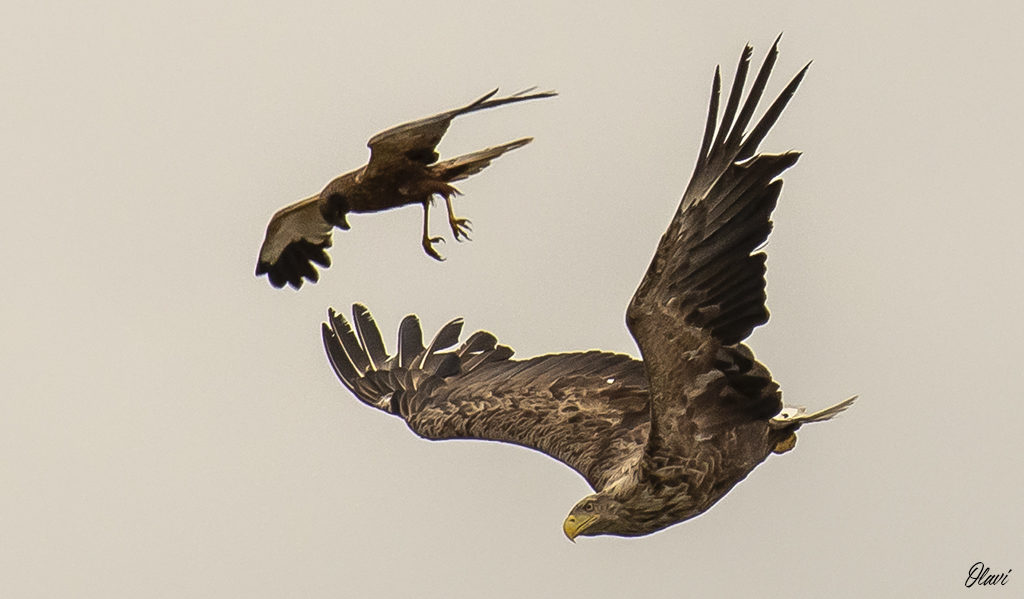 Valokuvaaja: Olavi Kangas