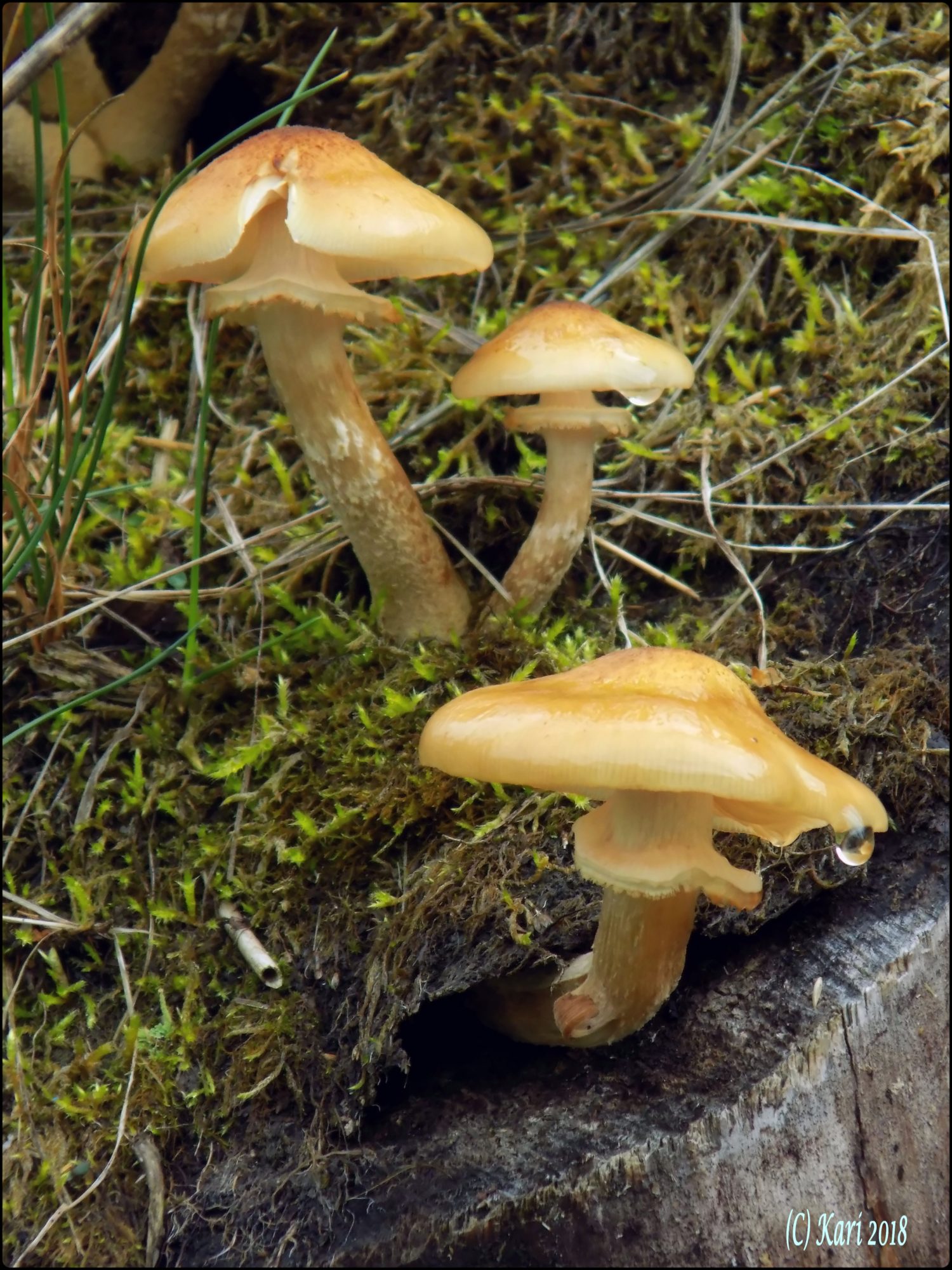 Valokuvaaja: Kari Saarinen