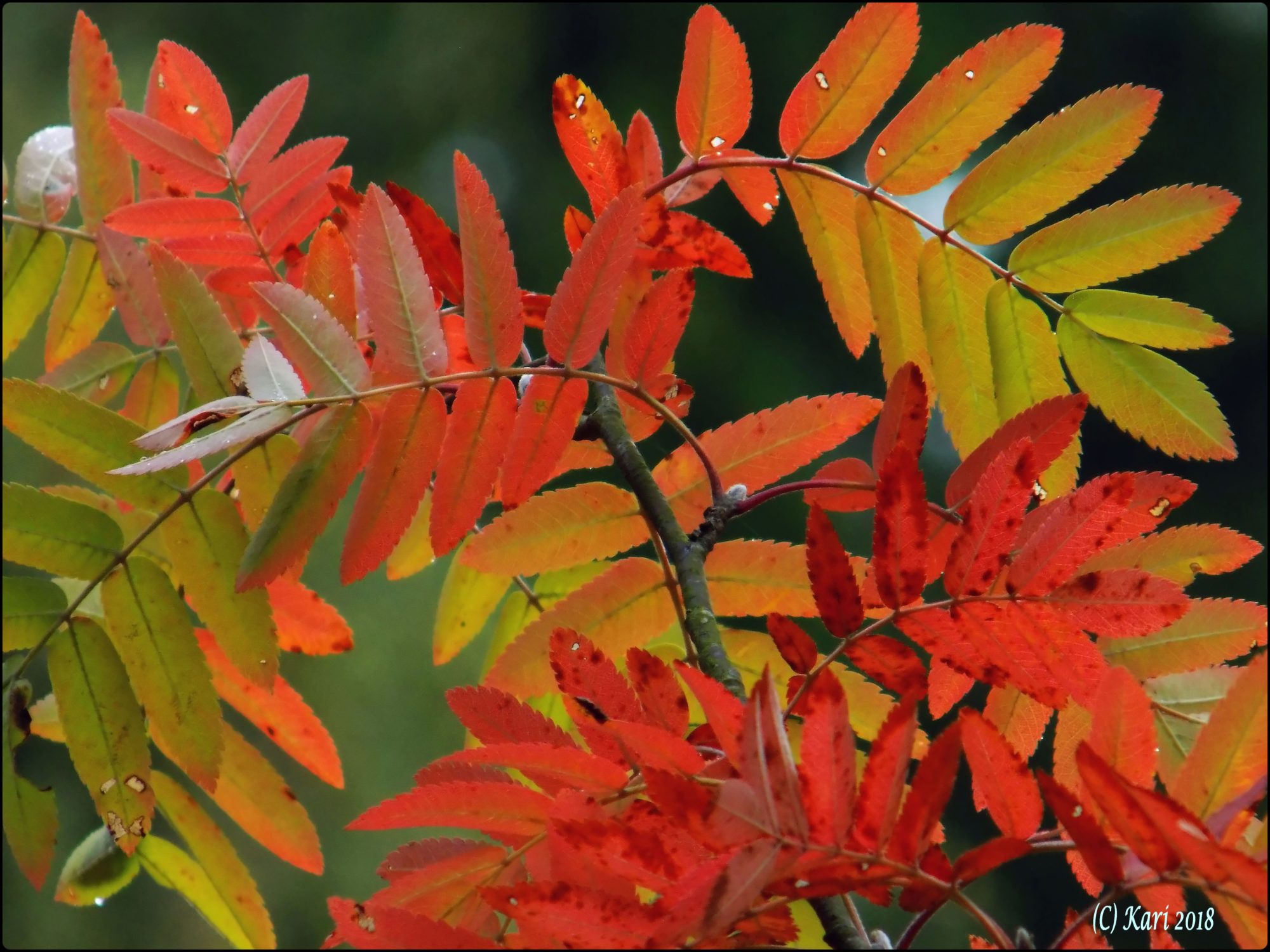 Valokuvaaja: Kari Saarinen