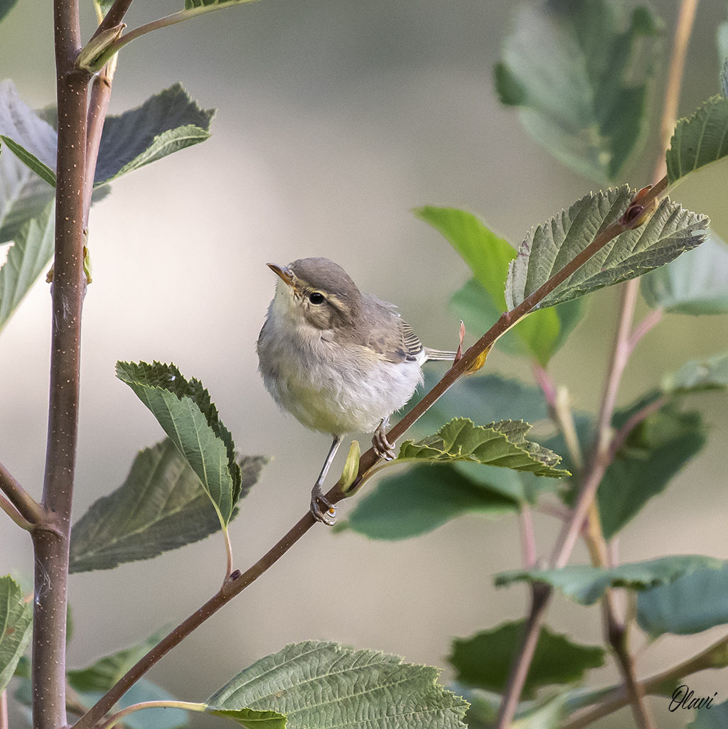 Valokuvaaja: Olavi Kangas
