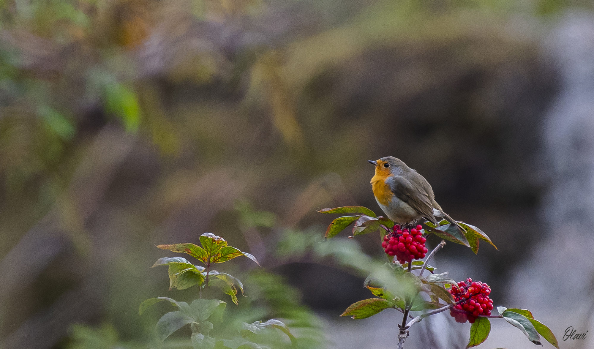 Valokuvaaja: Olavi Kangas