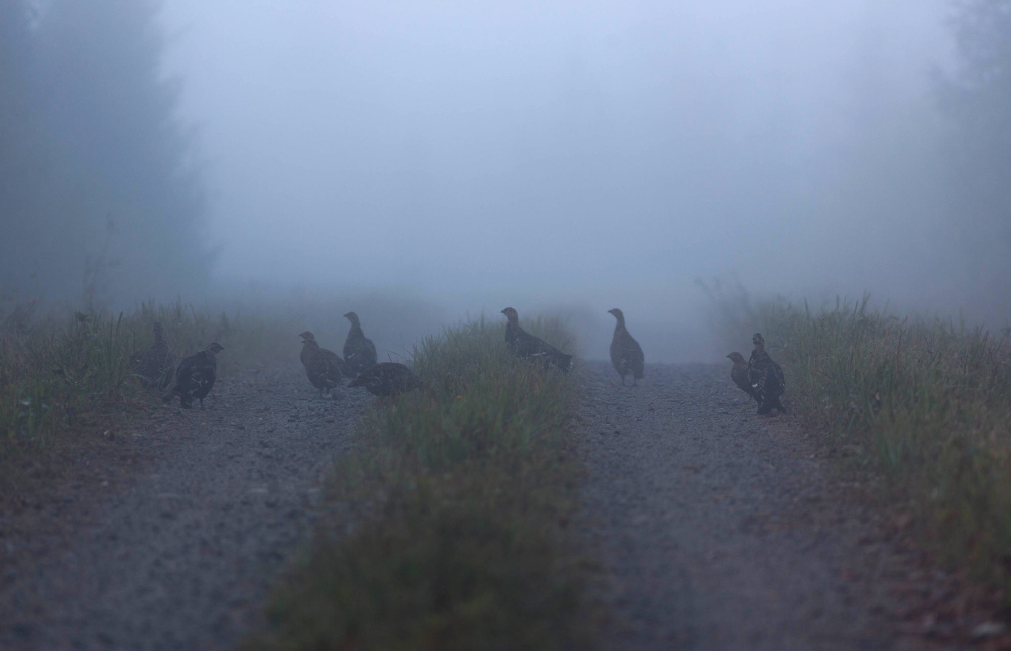Valokuvaaja: Irma Kortekallio