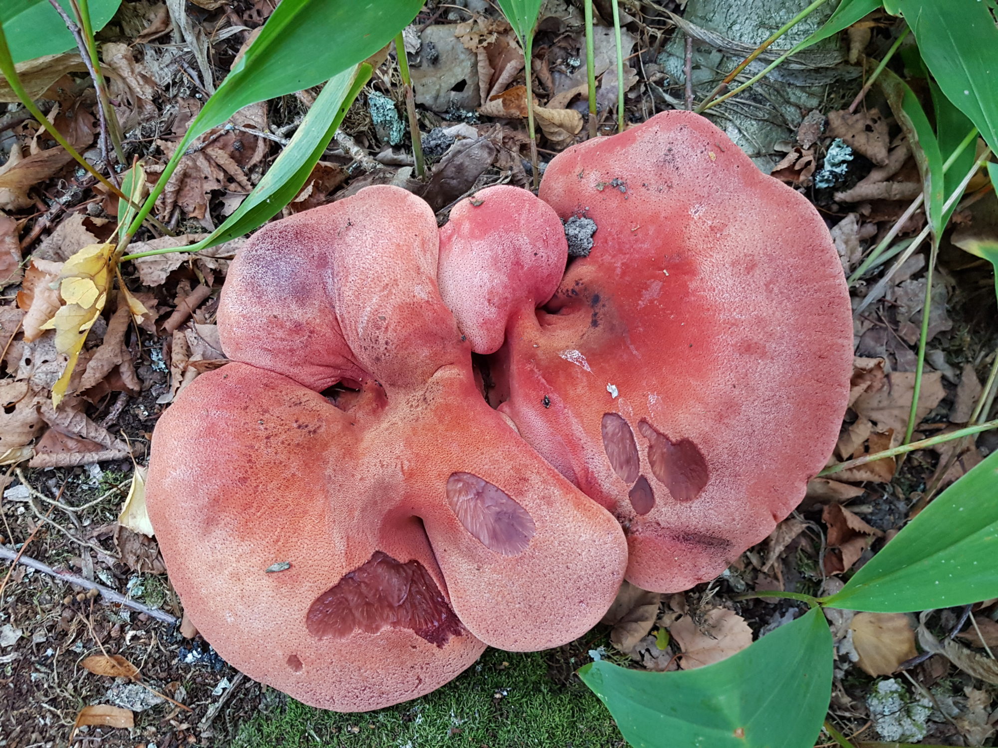 Valokuvaaja: Mia Saurus