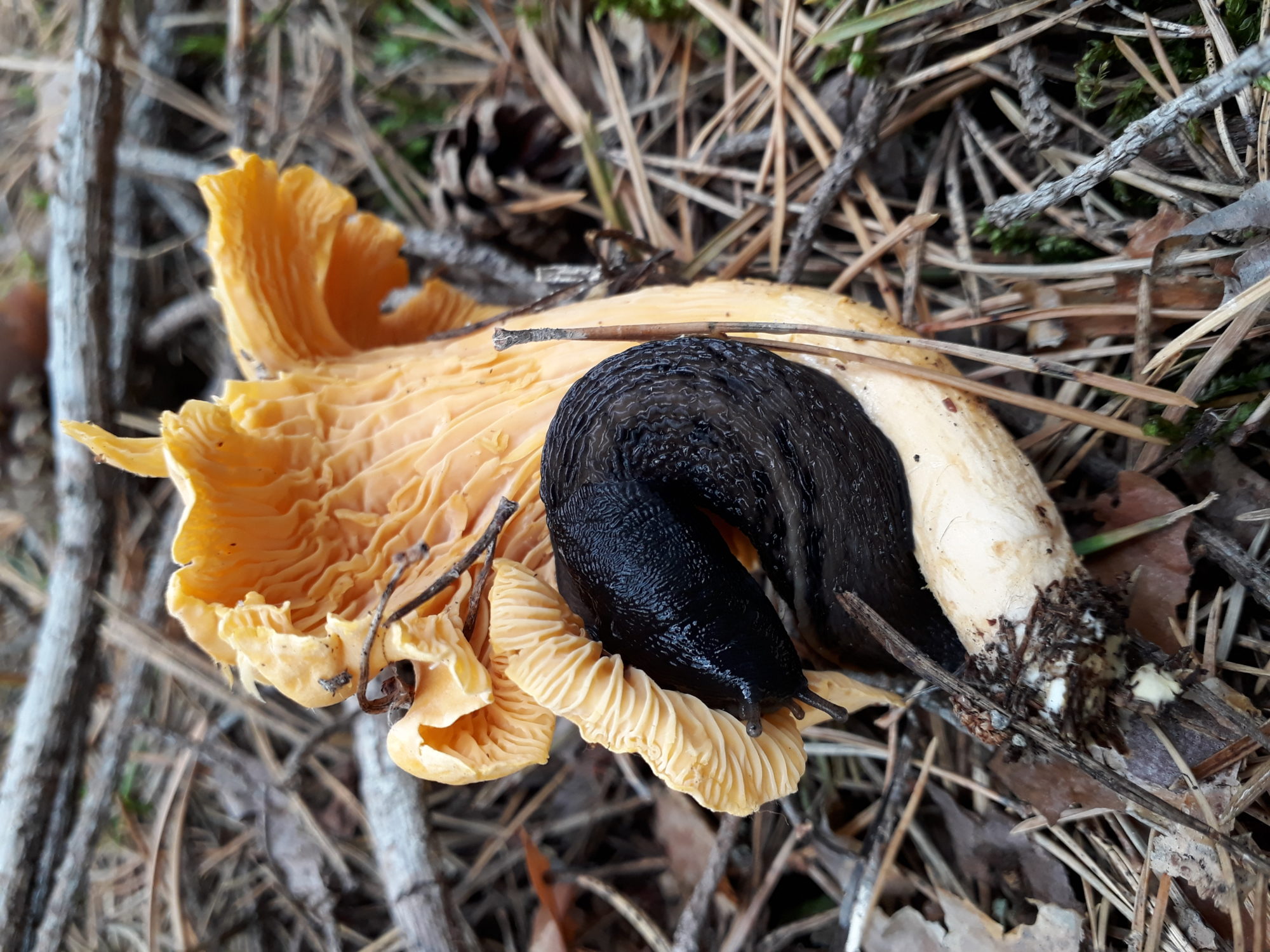 Valokuvaaja: Kaarina Heiskanen