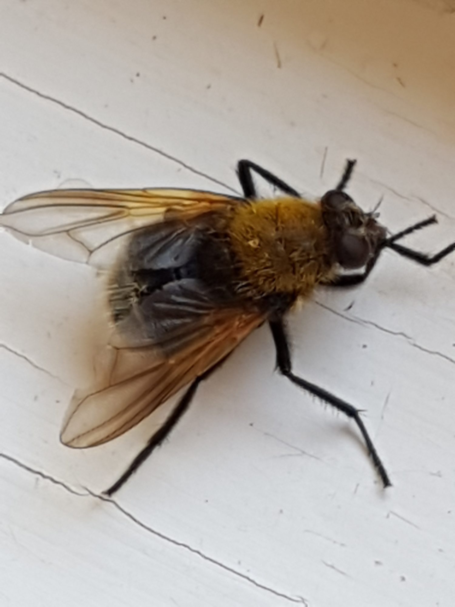 Valokuvaaja: Satu Mäkikorpi