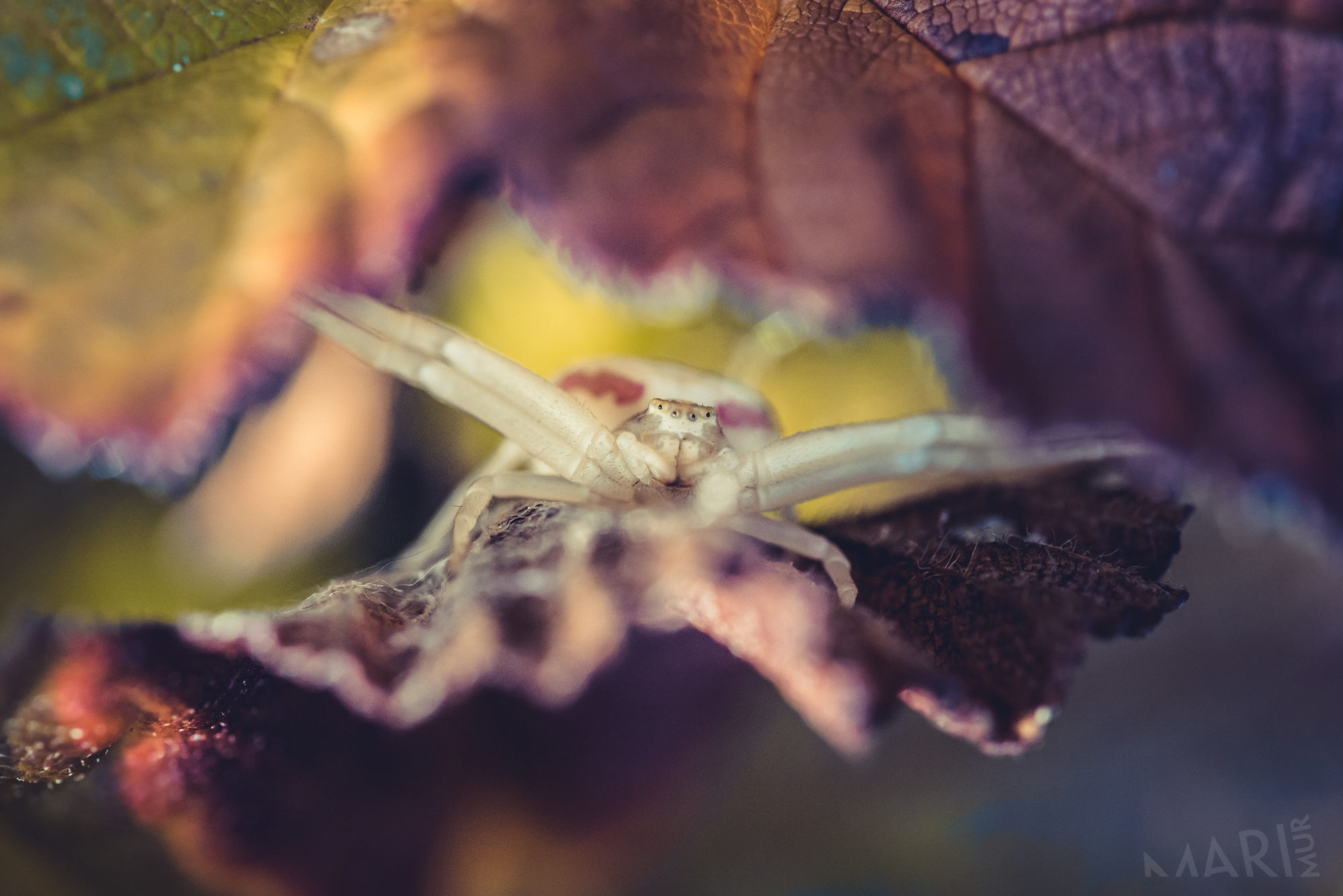 Valokuvaaja: Mari Mur Valokuvaaja: Mari Mur