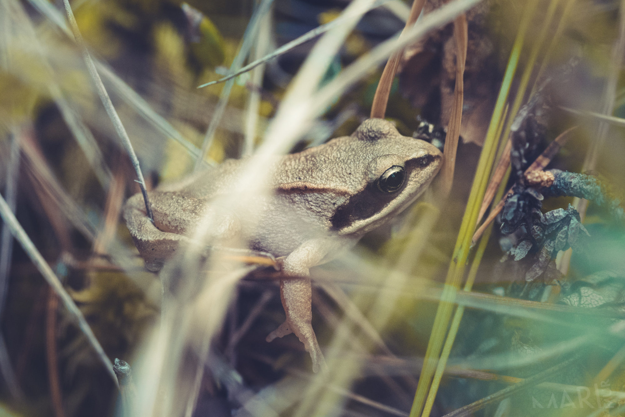 Valokuvaaja: Mari Mur