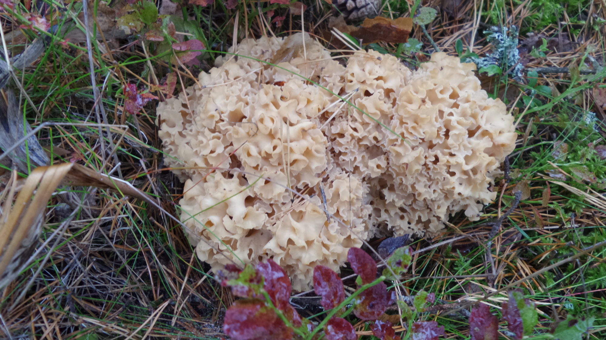 Valokuvaaja: Heikki Pirinen Valokuvaaja: Heikki Pirinen