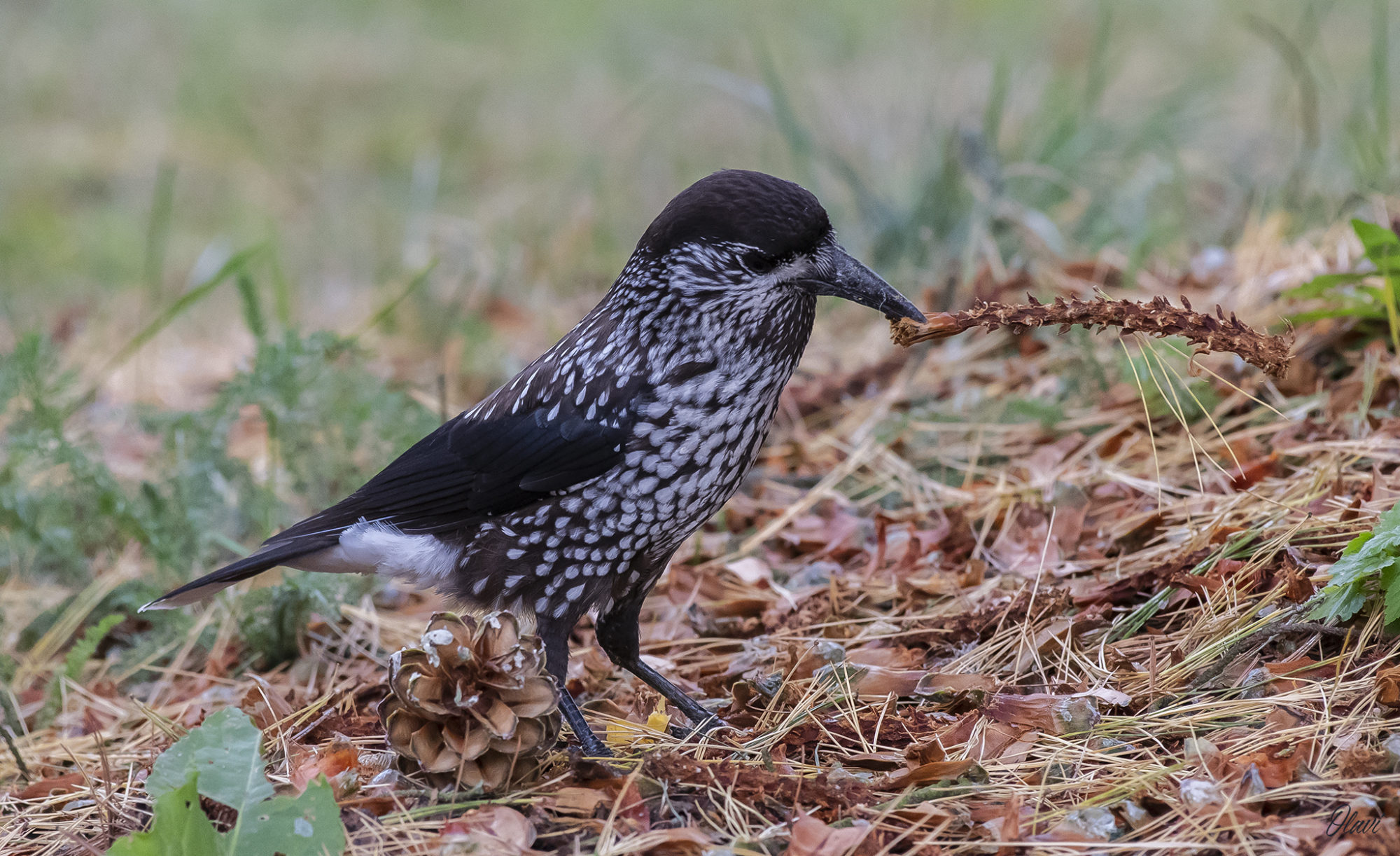 Valokuvaaja: Olavi Kangas Valokuvaaja: Olavi Kangas