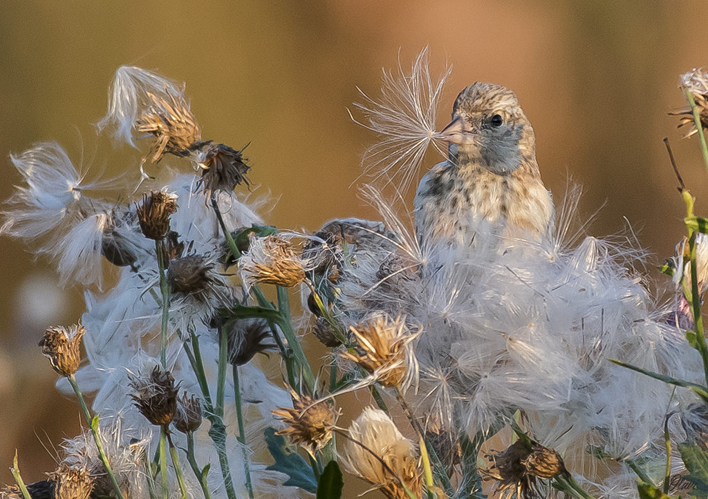 Valokuvaaja: Olavi Kangas