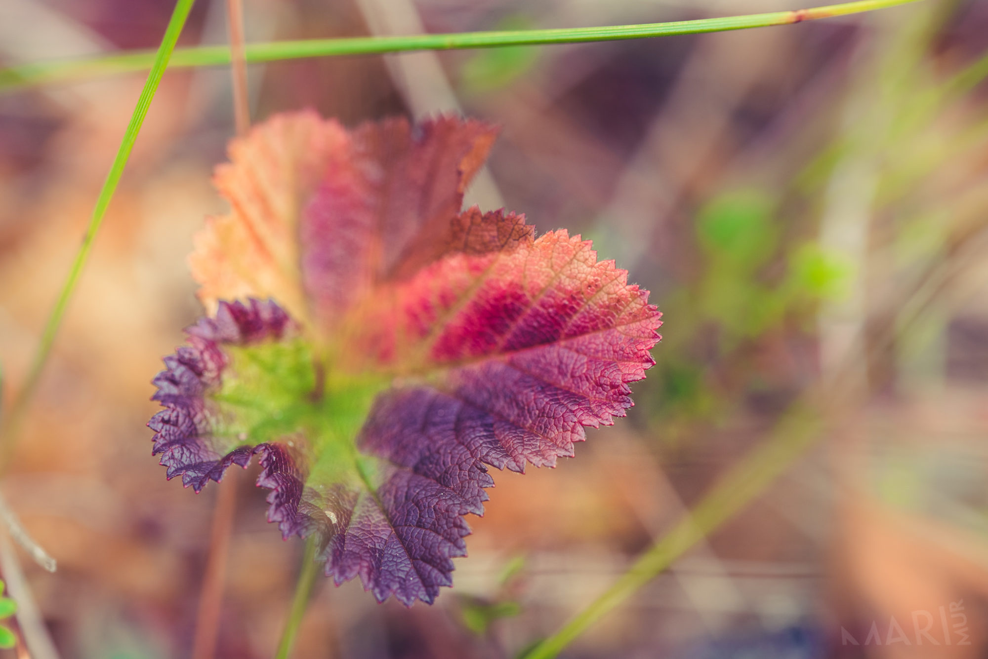 Valokuvaaja: Mari Mur
