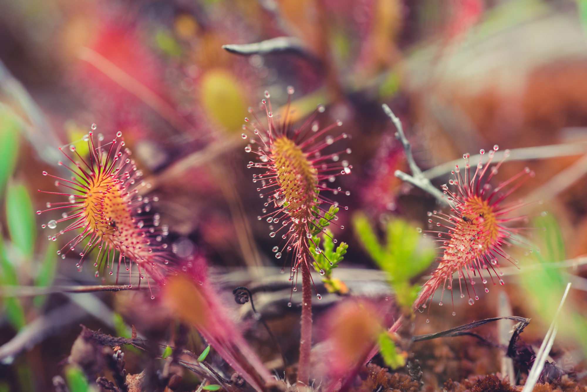 Valokuvaaja: Mari Mur Valokuvaaja: Mari Mur