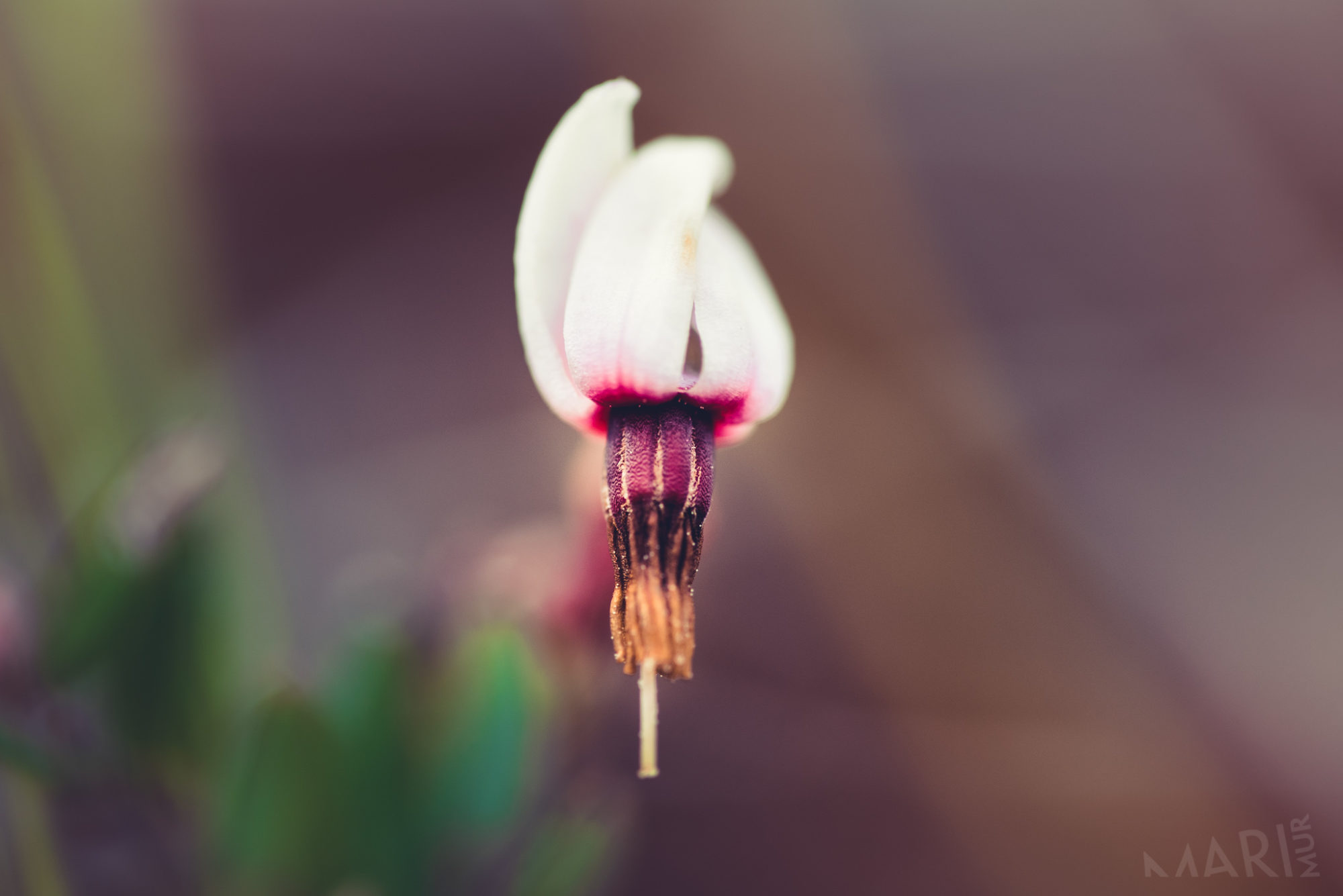 Valokuvaaja: Mari Mur