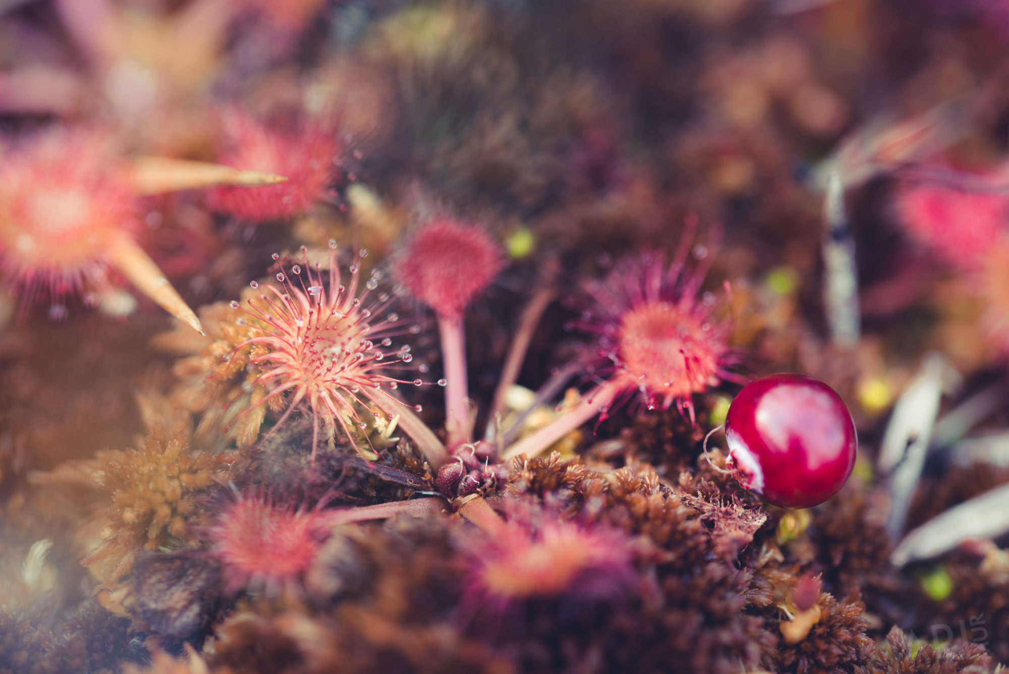 Valokuvaaja: Mari Mur