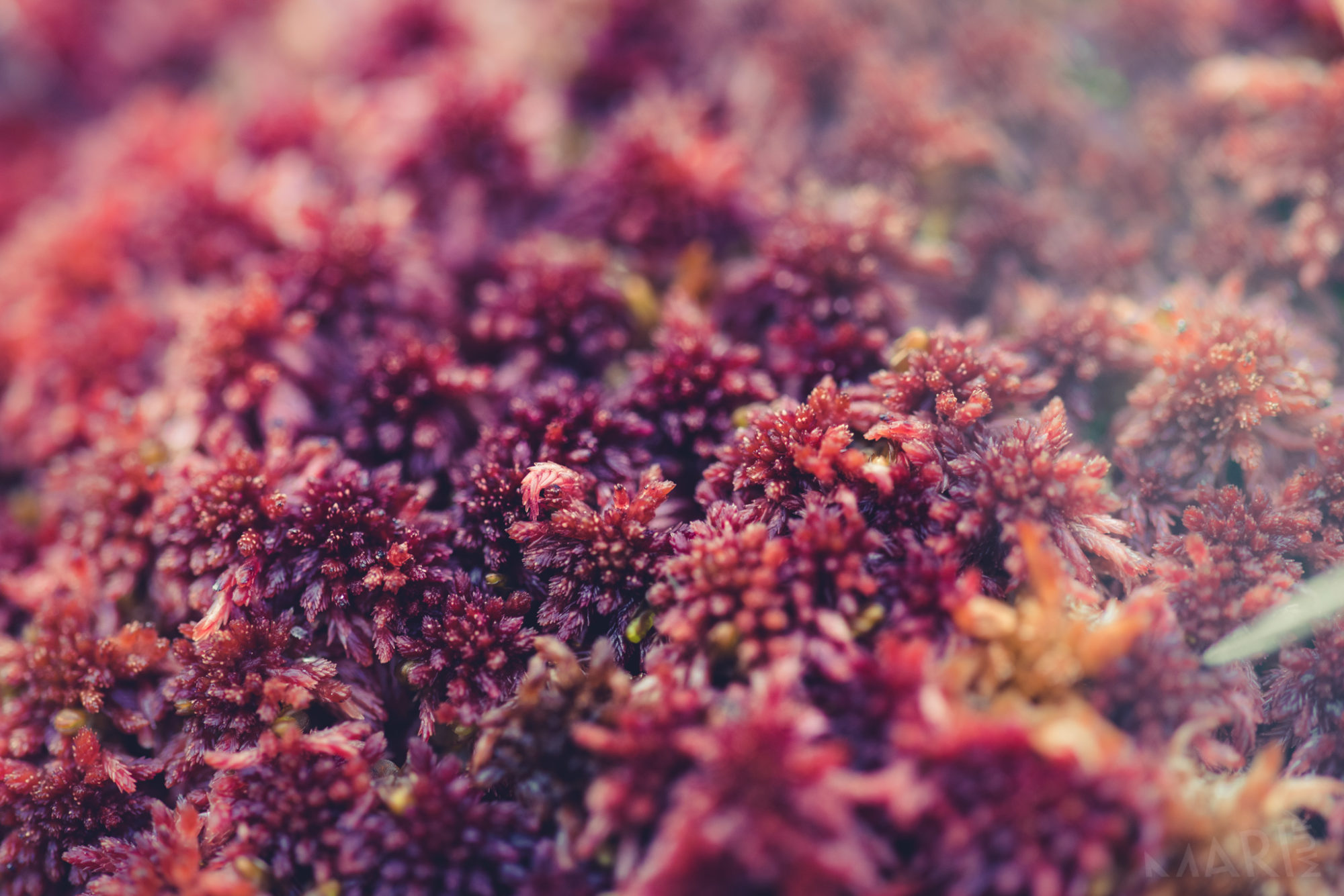 Valokuvaaja: Mari Mur