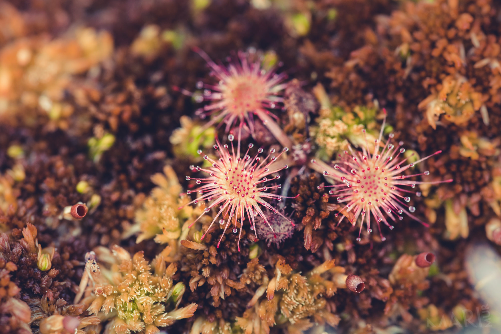 Valokuvaaja: Mari Mur