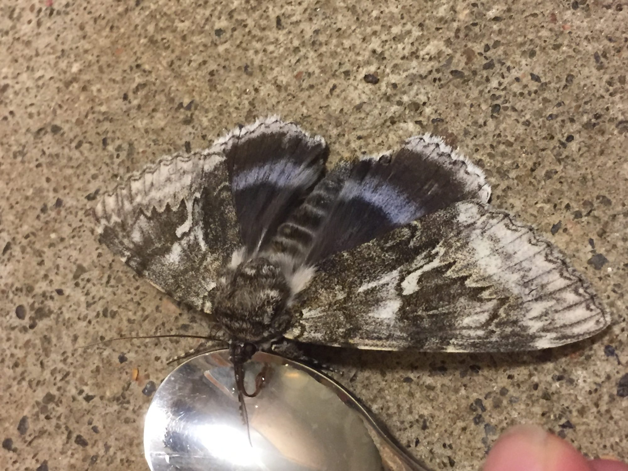 Valokuvaaja: Janne Färm Valokuvaaja: Janne Färm