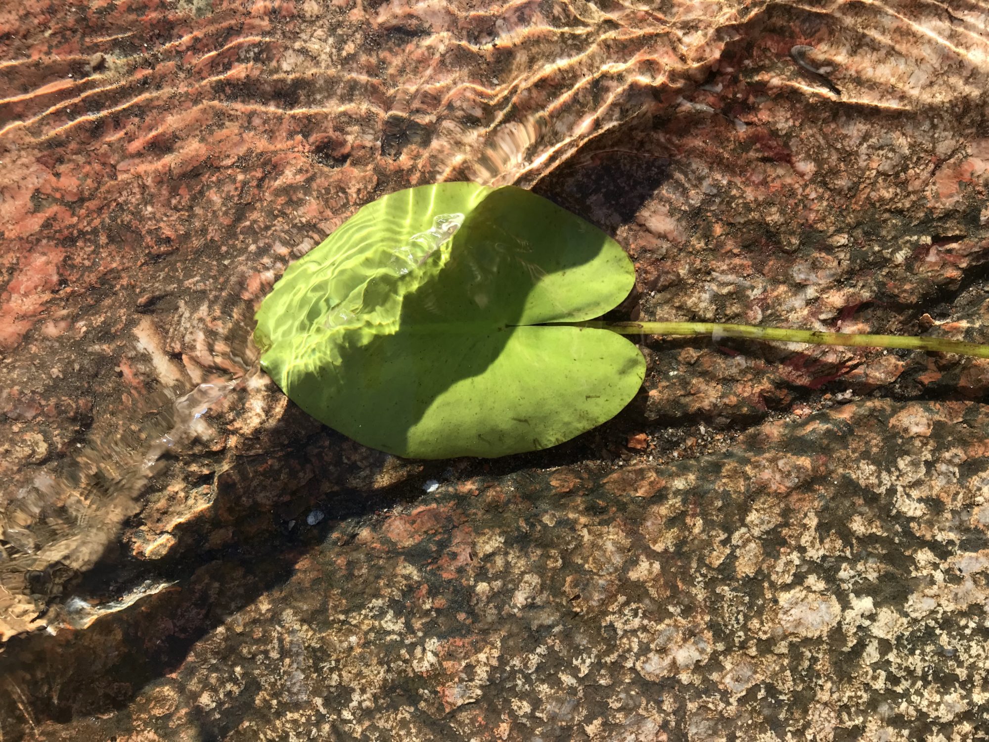 Valokuvaaja: Anne Patana