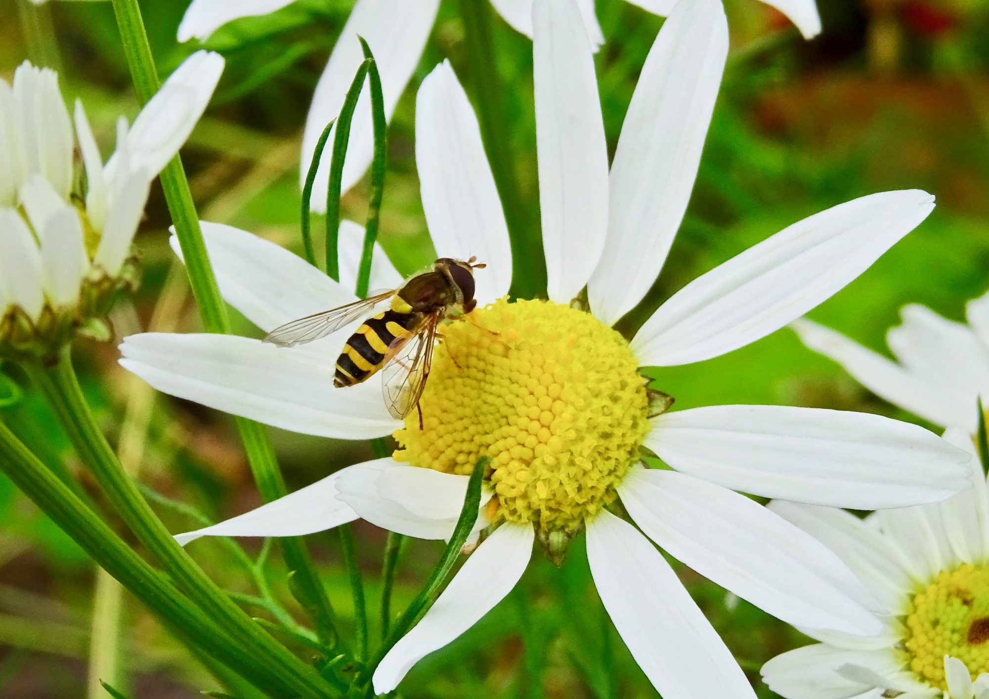 Valokuvaaja: Liisa Niiva-Korpela
