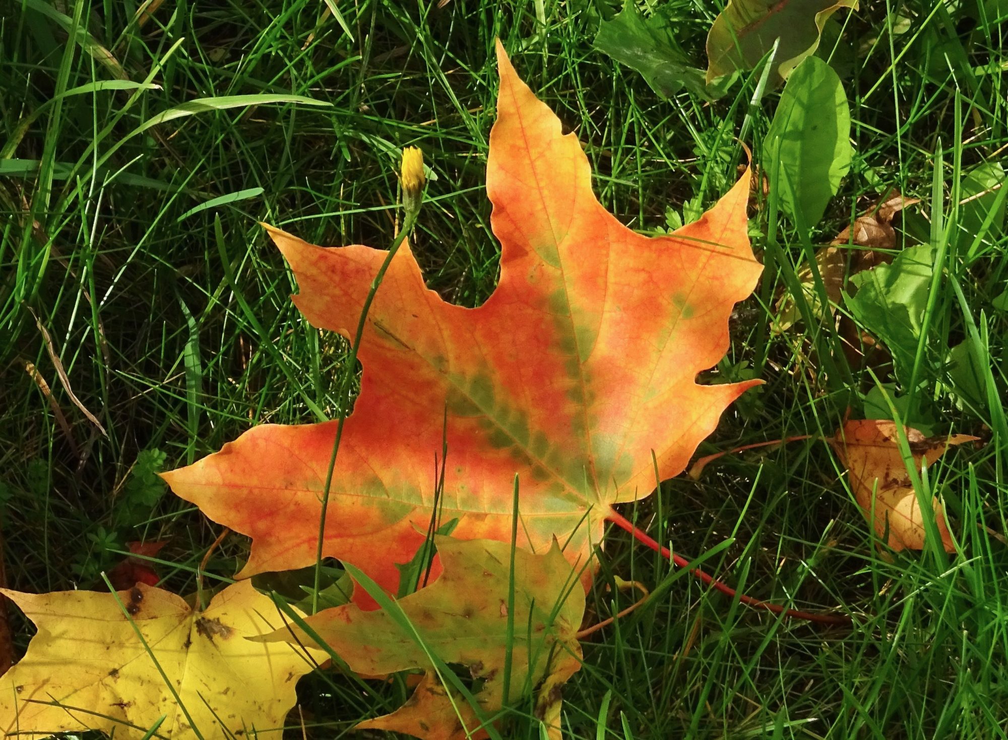 Valokuvaaja: Liisa Niiva-Korpela