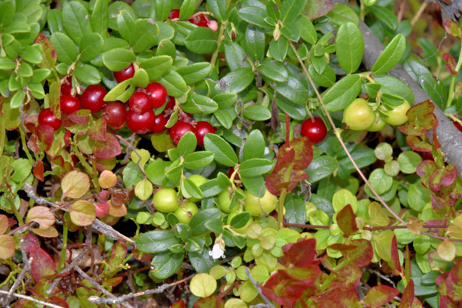 Valokuvaaja: Reijo Juurinen