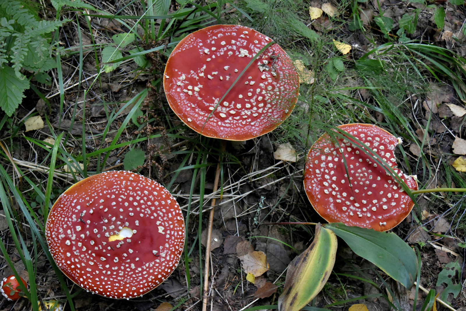 Valokuvaaja: Reijo Juurinen