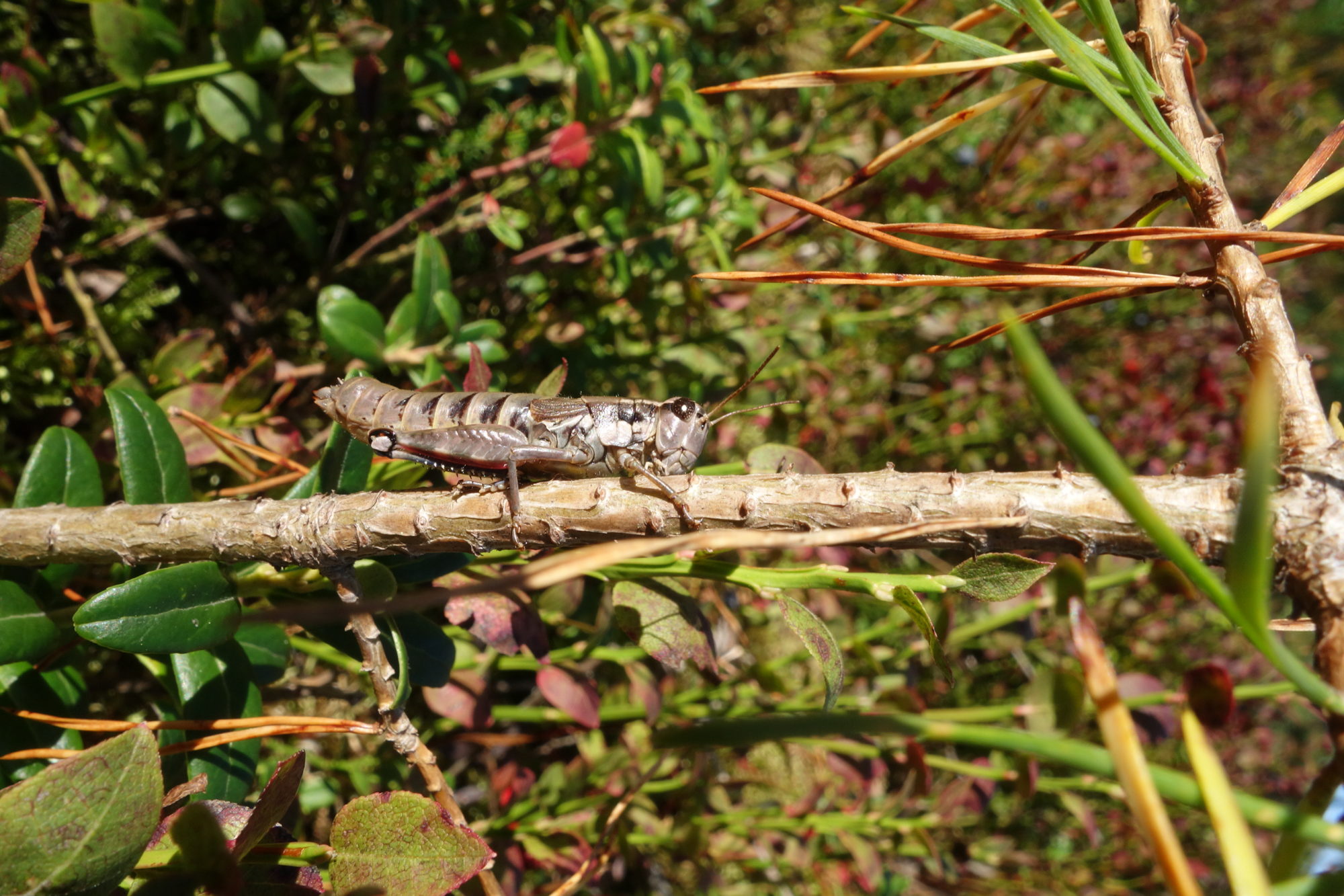 Valokuvaaja: Kaarina Heiskanen Valokuvaaja: Kaarina Heiskanen