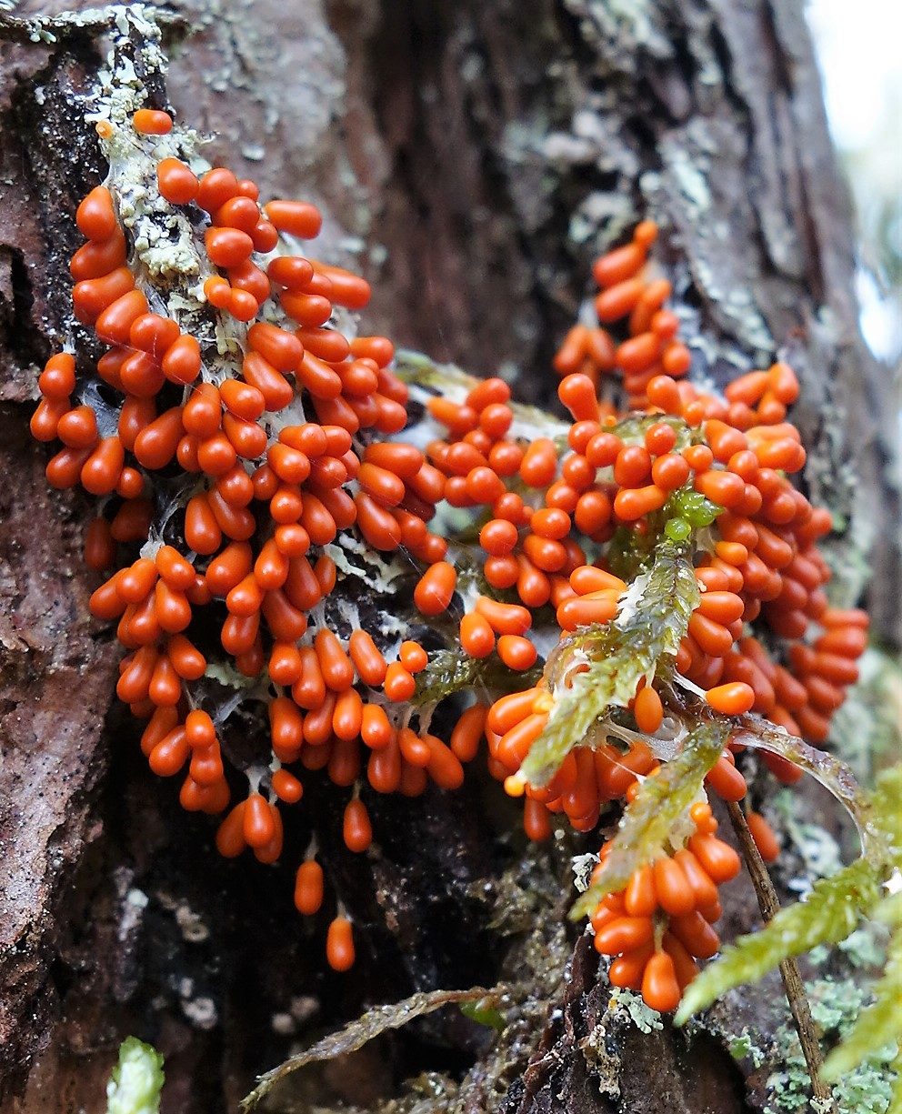 Valokuvaaja: Kaarina Heiskanen Valokuvaaja: Kaarina Heiskanen