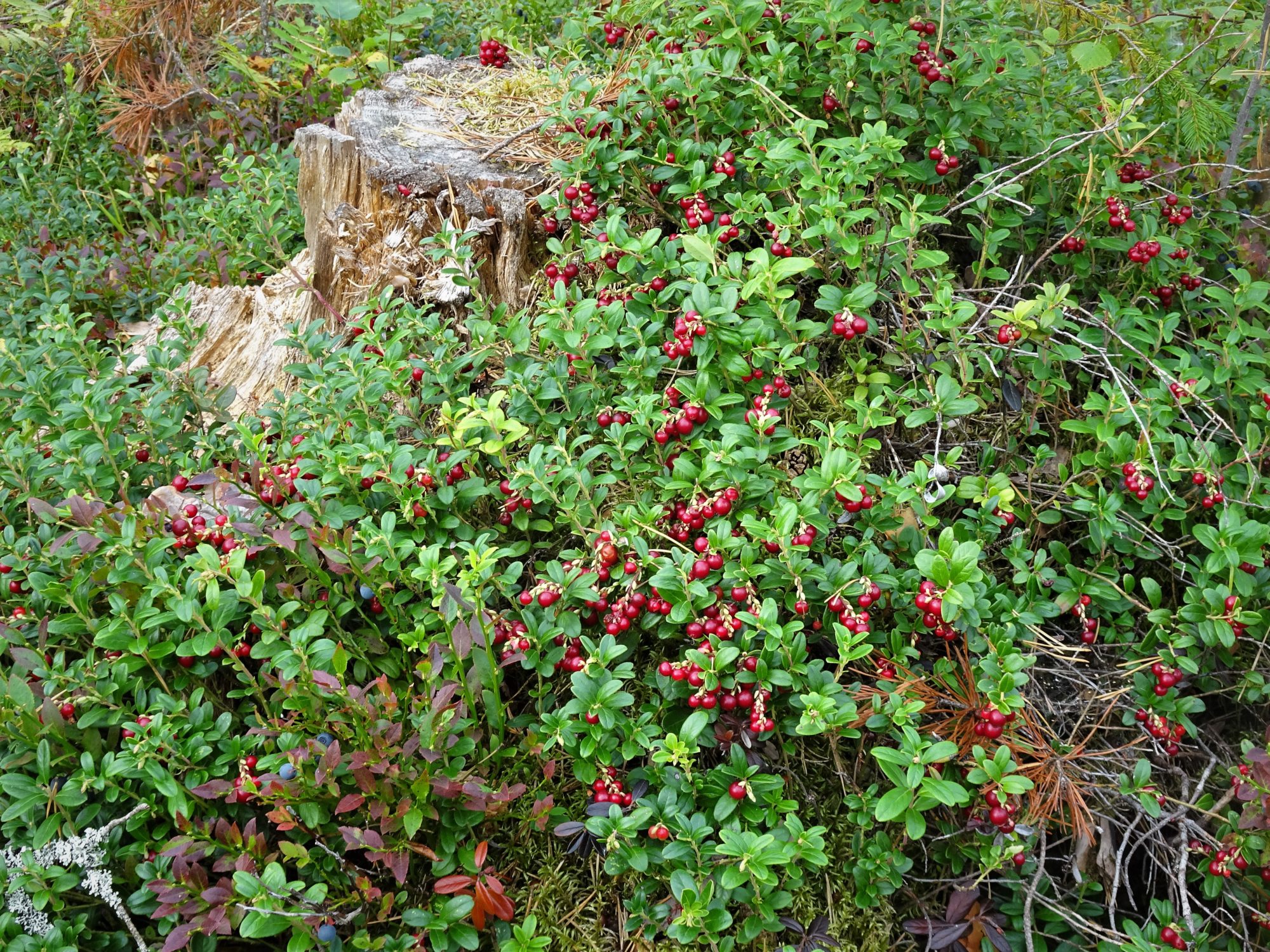 Valokuvaaja: Irja Lehtinen