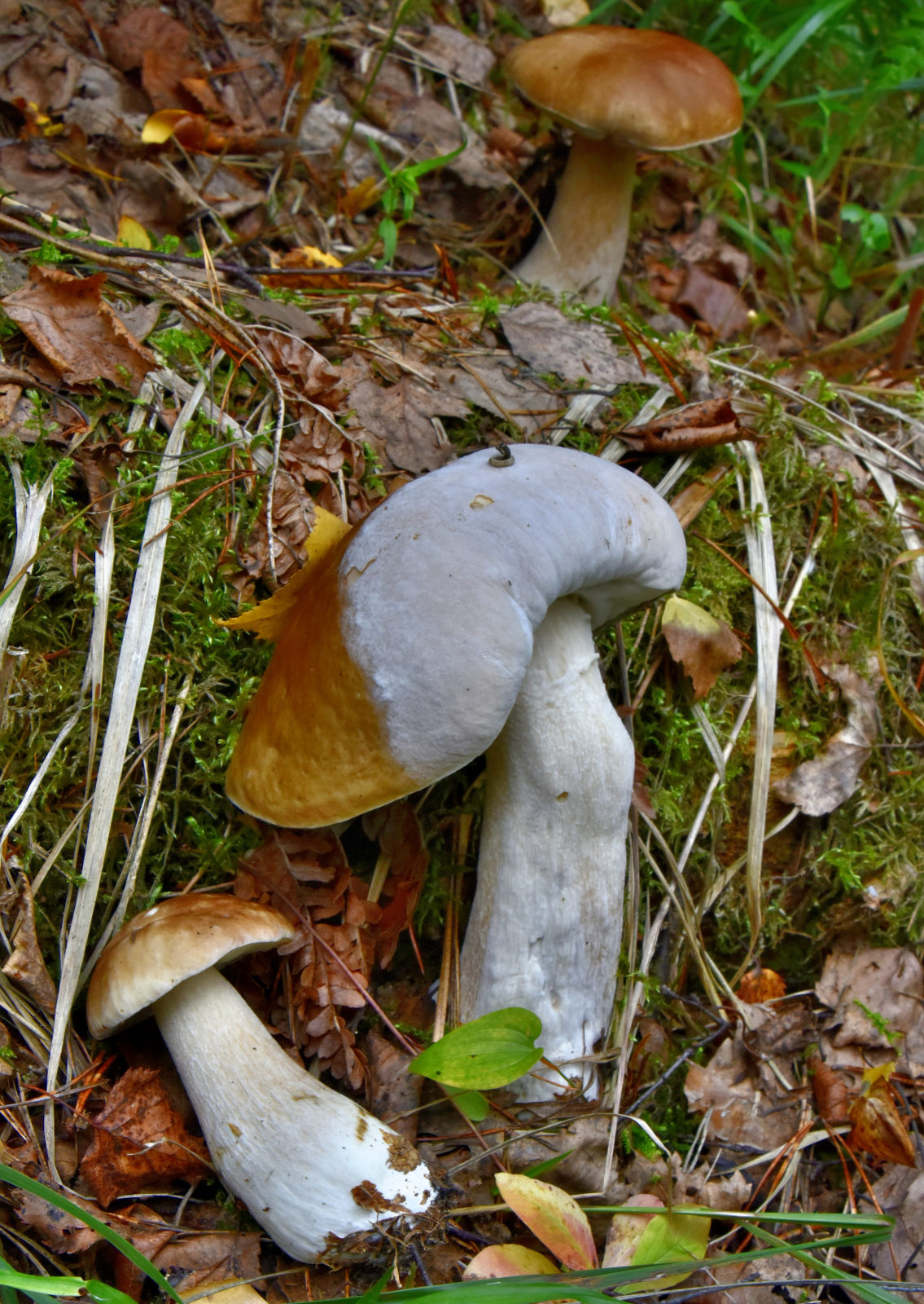 Valokuvaaja: Reijo Juurinen