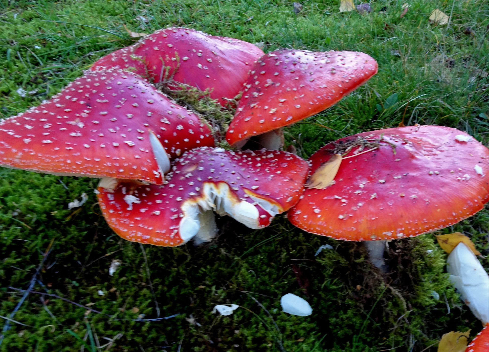 Valokuvaaja: Irja Lehtinen