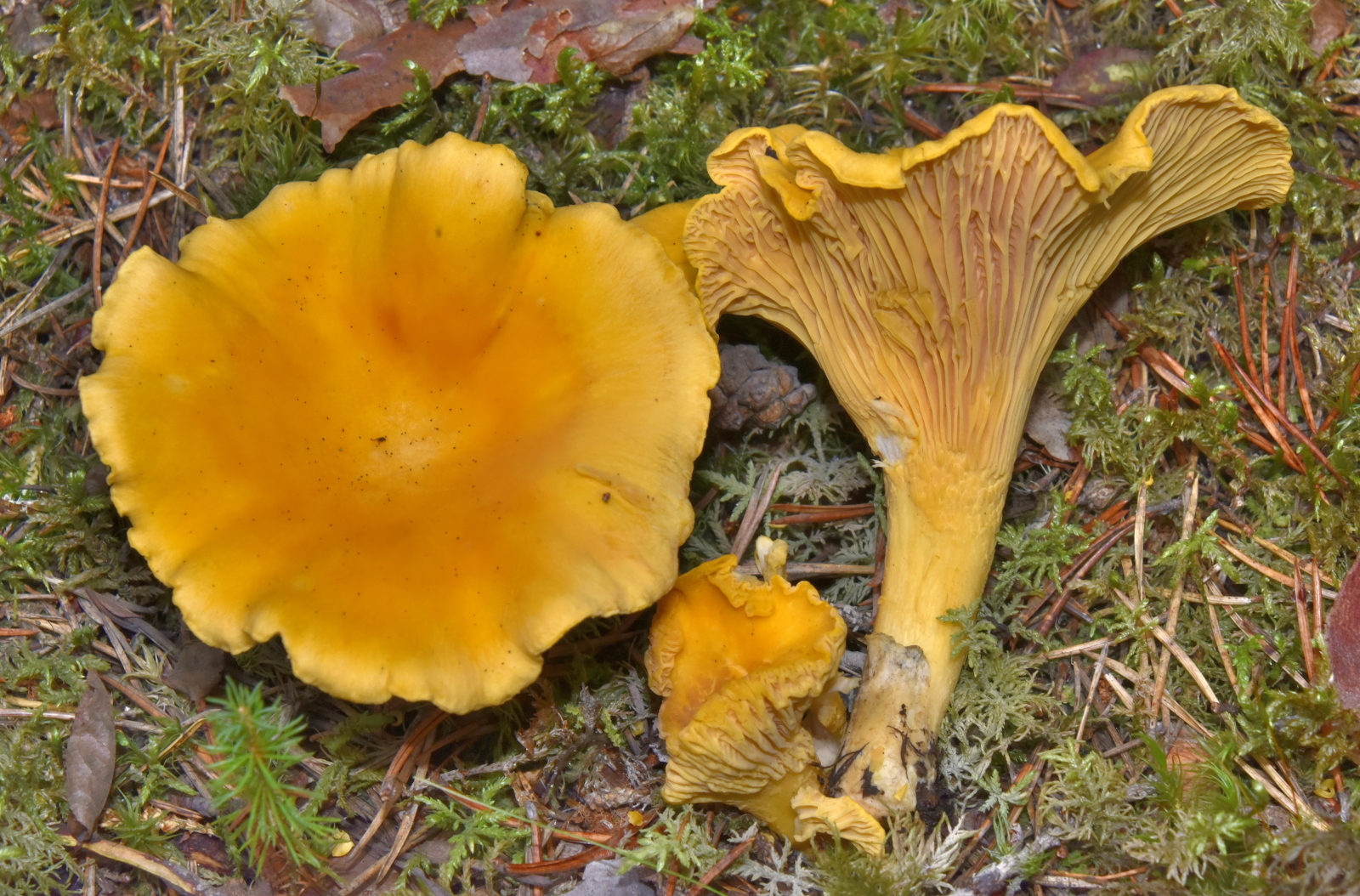 Valokuvaaja: Reijo Juurinen