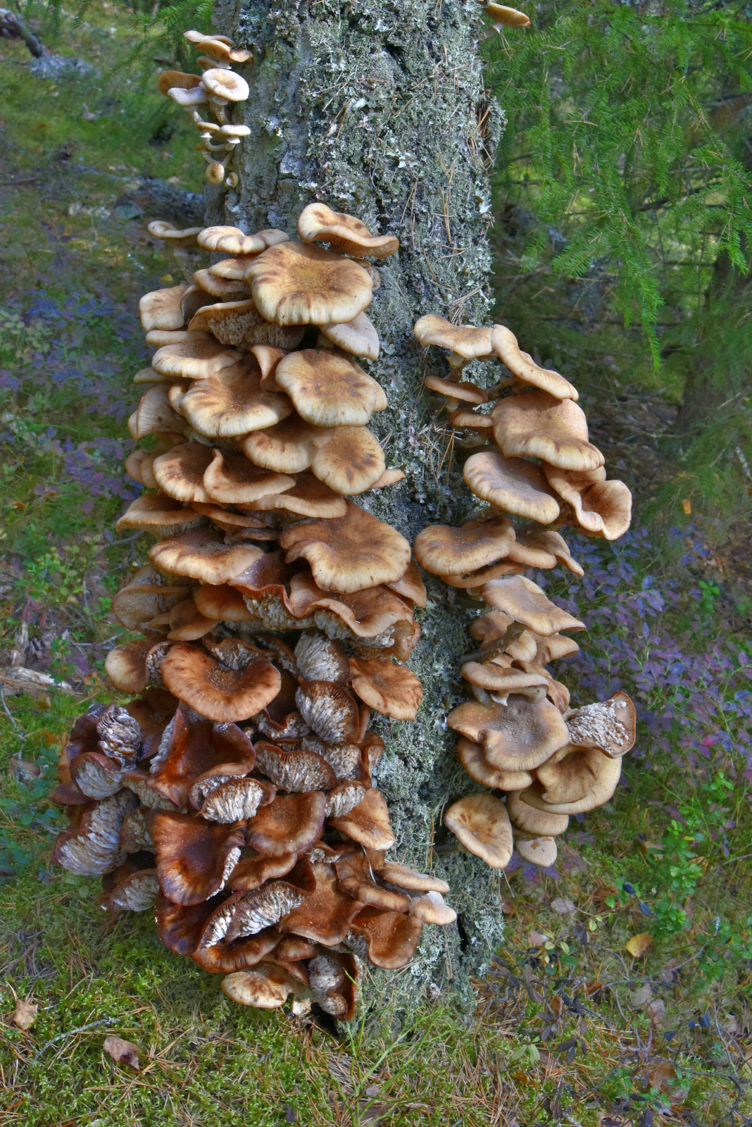 Valokuvaaja: Reijo Juurinen