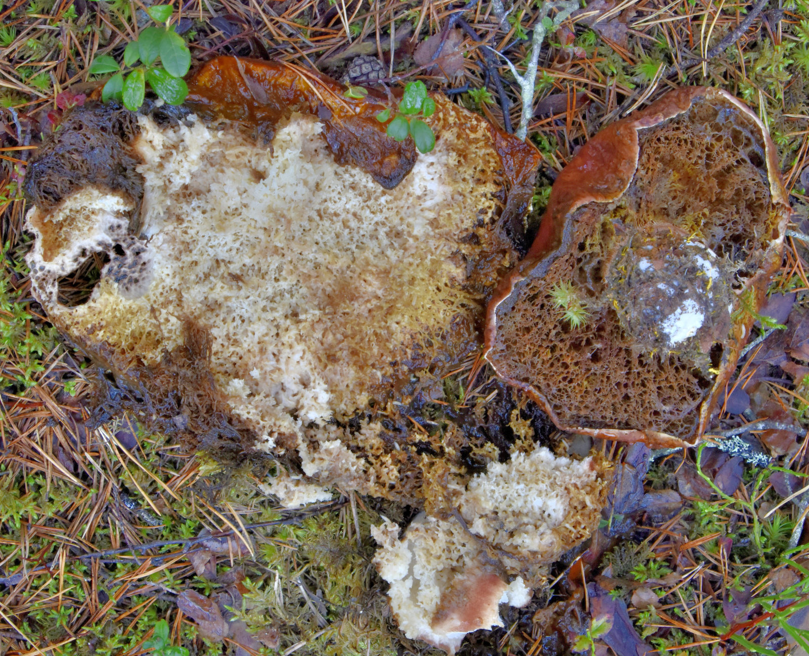 Valokuvaaja: Reijo Juurinen