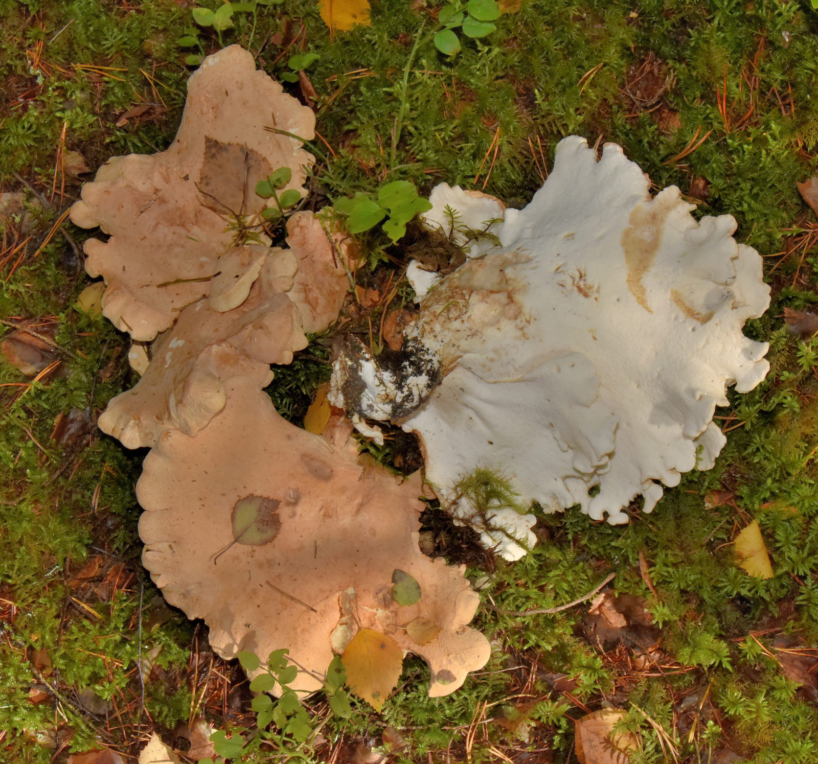 Valokuvaaja: Reijo Juurinen