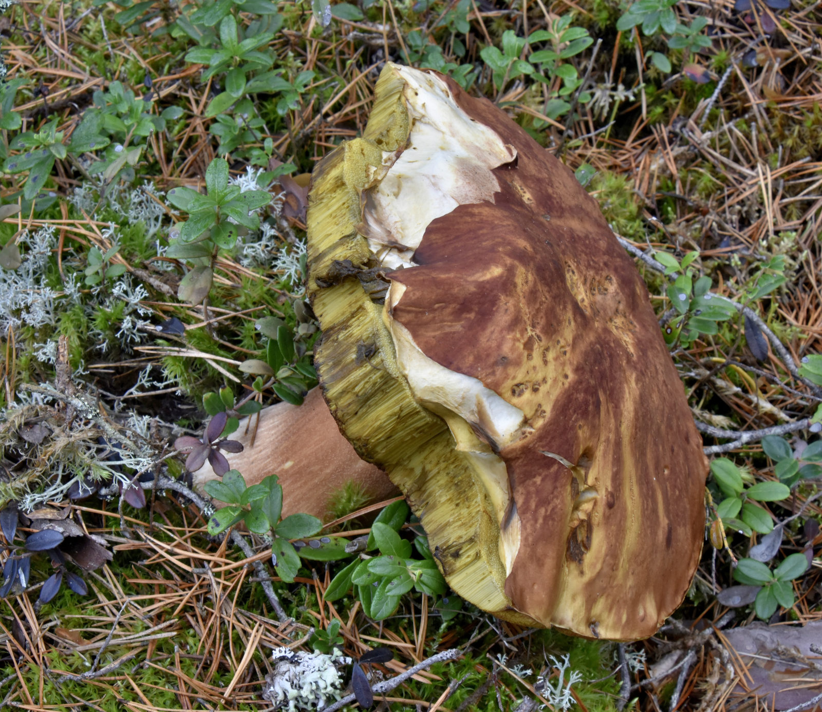 Valokuvaaja: Reijo Juurinen