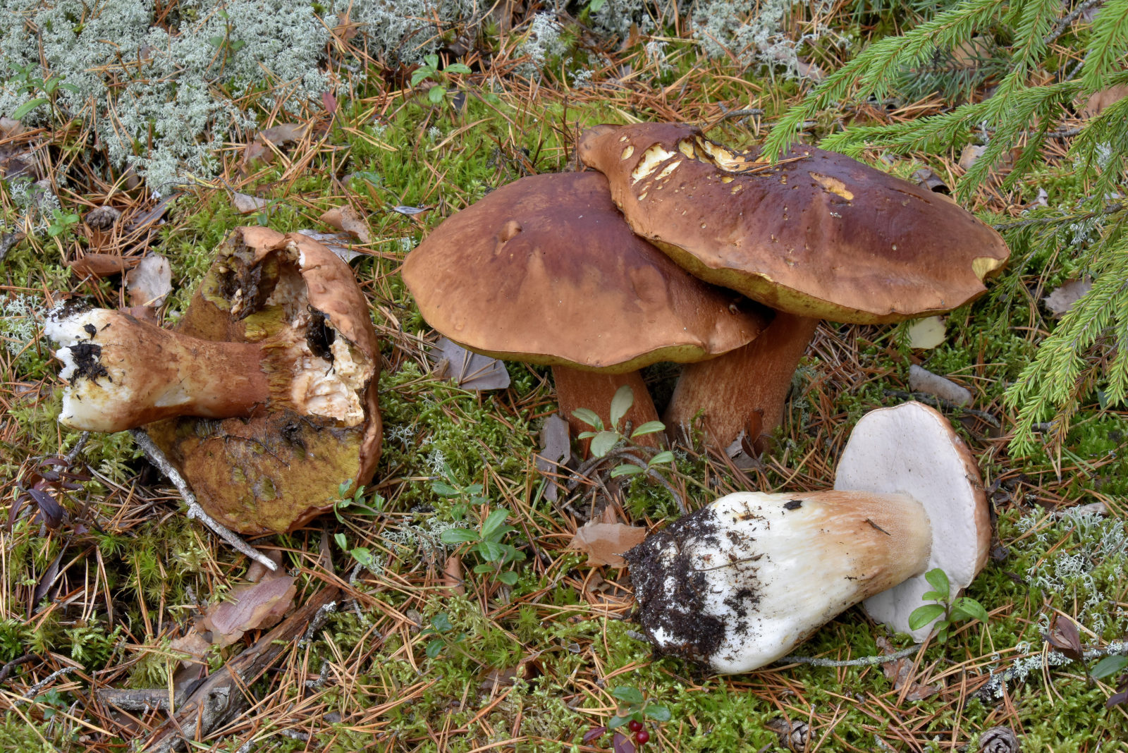 Valokuvaaja: Reijo Juurinen