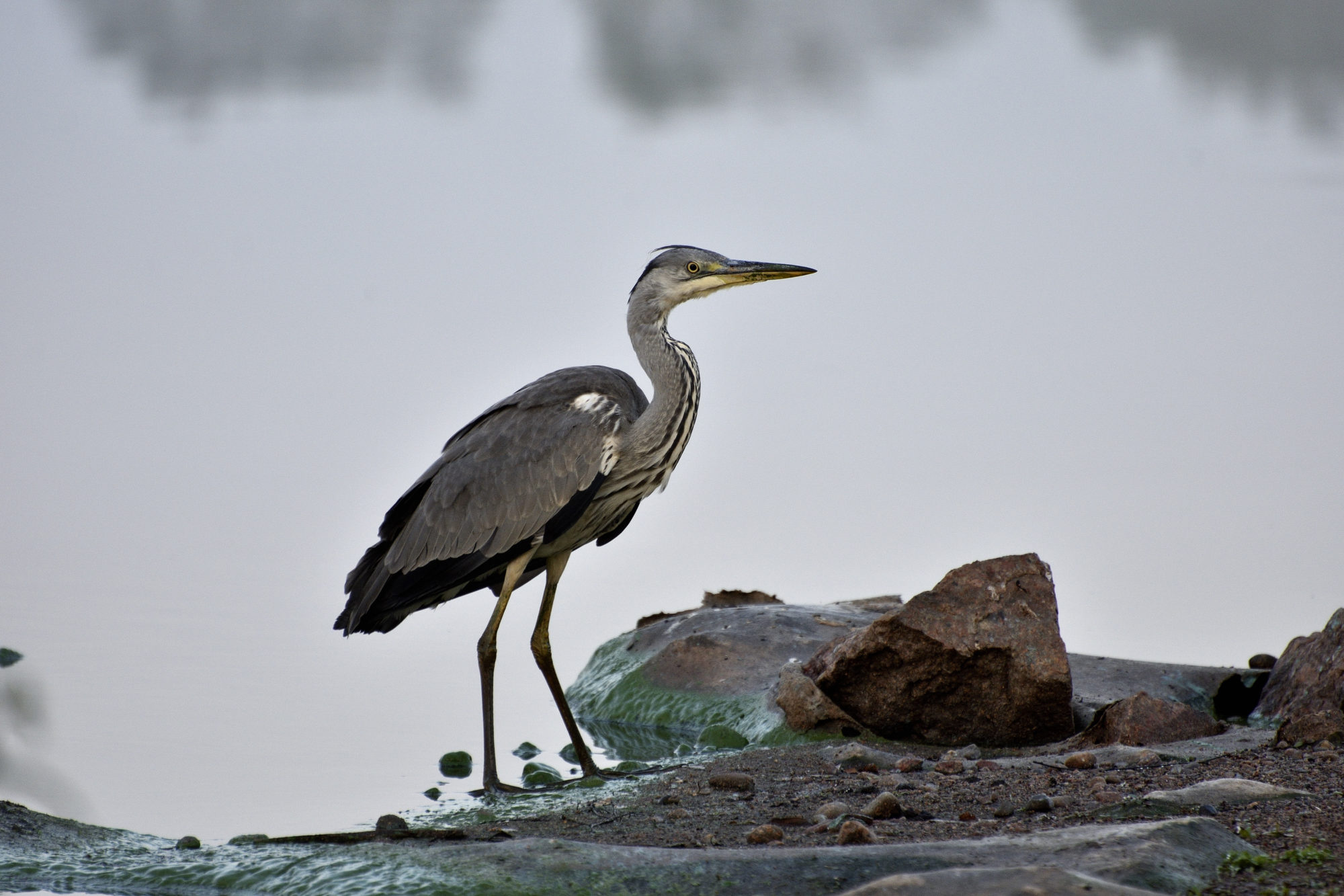 Valokuvaaja: Rauno Mäkinen