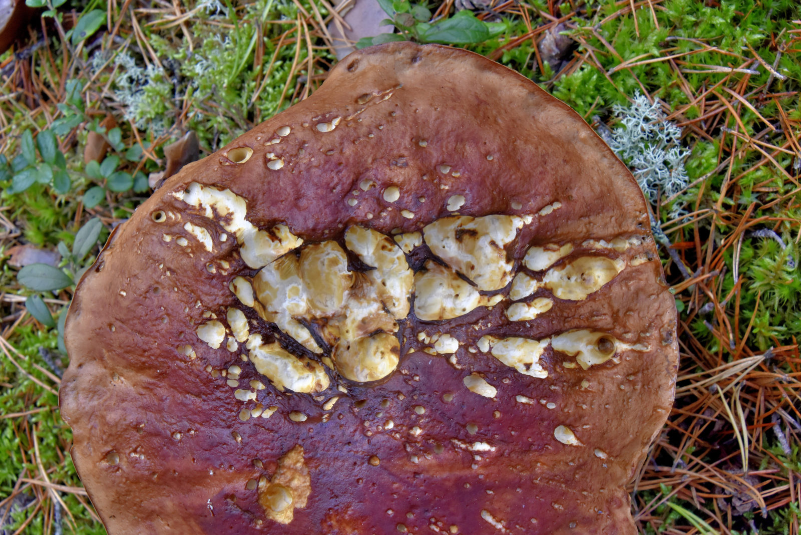 Valokuvaaja: Reijo Juurinen