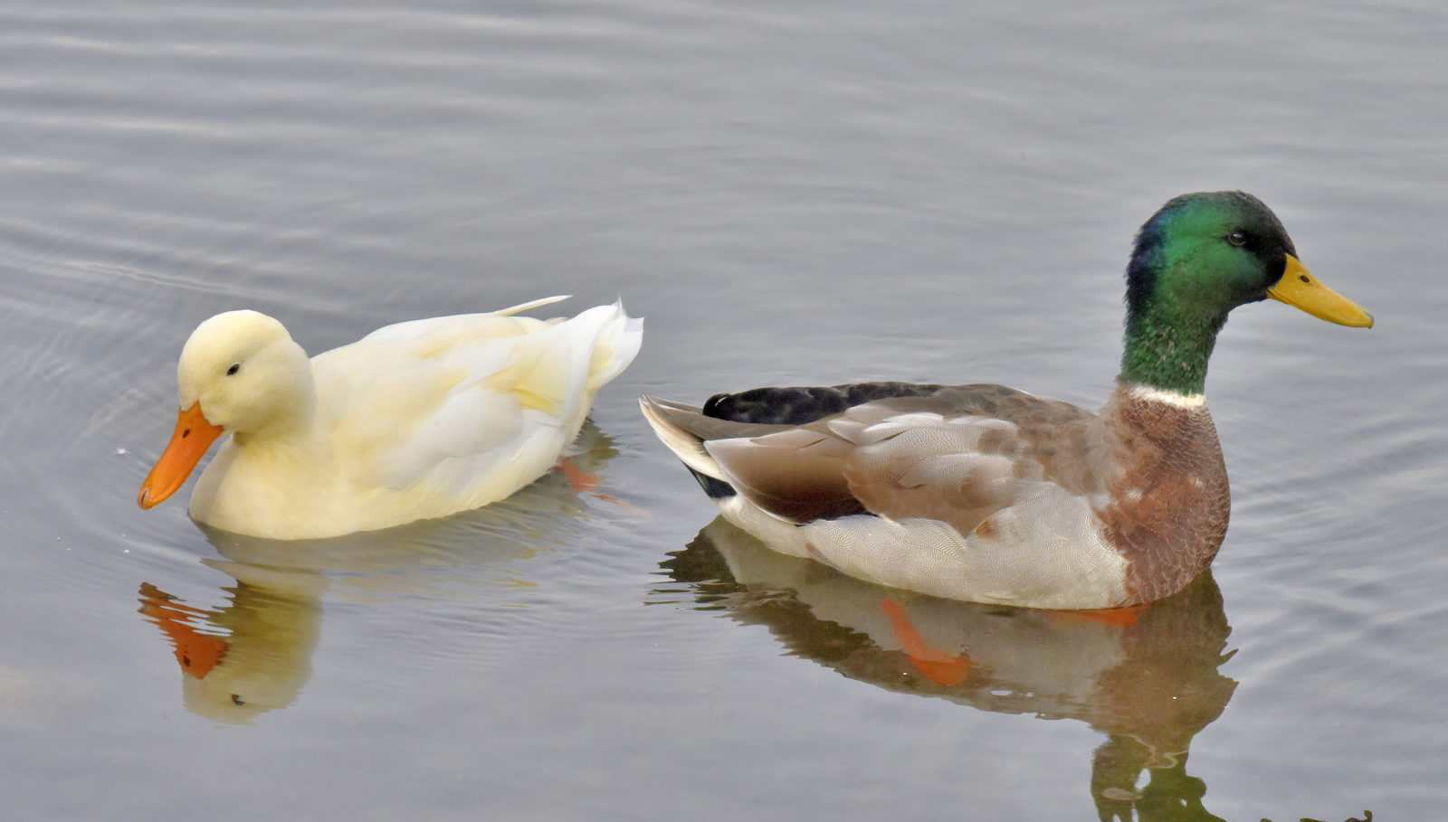 Valokuvaaja: Reijo Juurinen