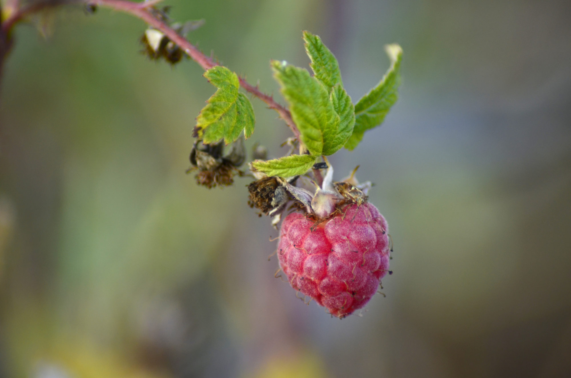 Valokuvaaja: Heidi Rikala Valokuvaaja: Heidi Rikala