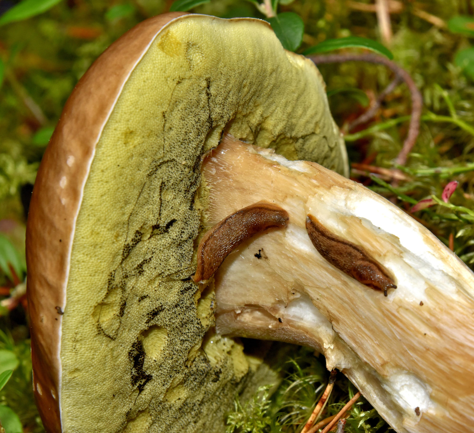 Valokuvaaja: Reijo Juurinen