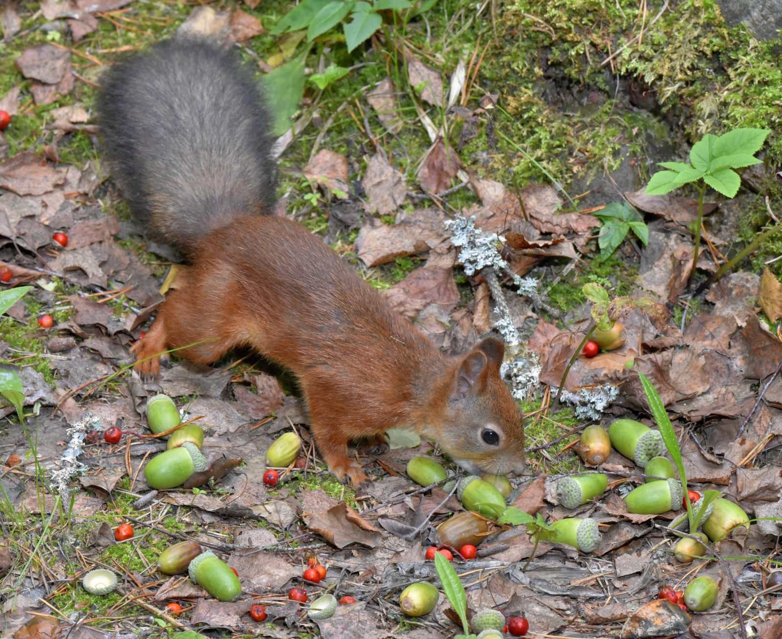 Valokuvaaja: Reijo Juurinen Valokuvaaja: Reijo Juurinen
