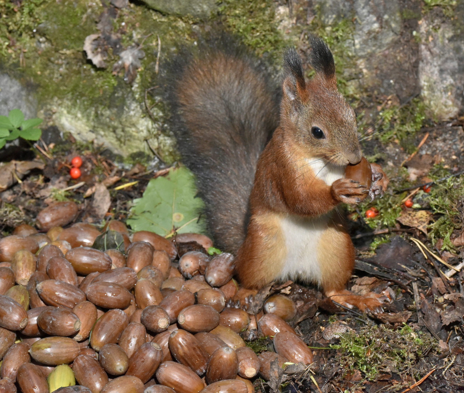 Valokuvaaja: Reijo Juurinen Valokuvaaja: Reijo Juurinen