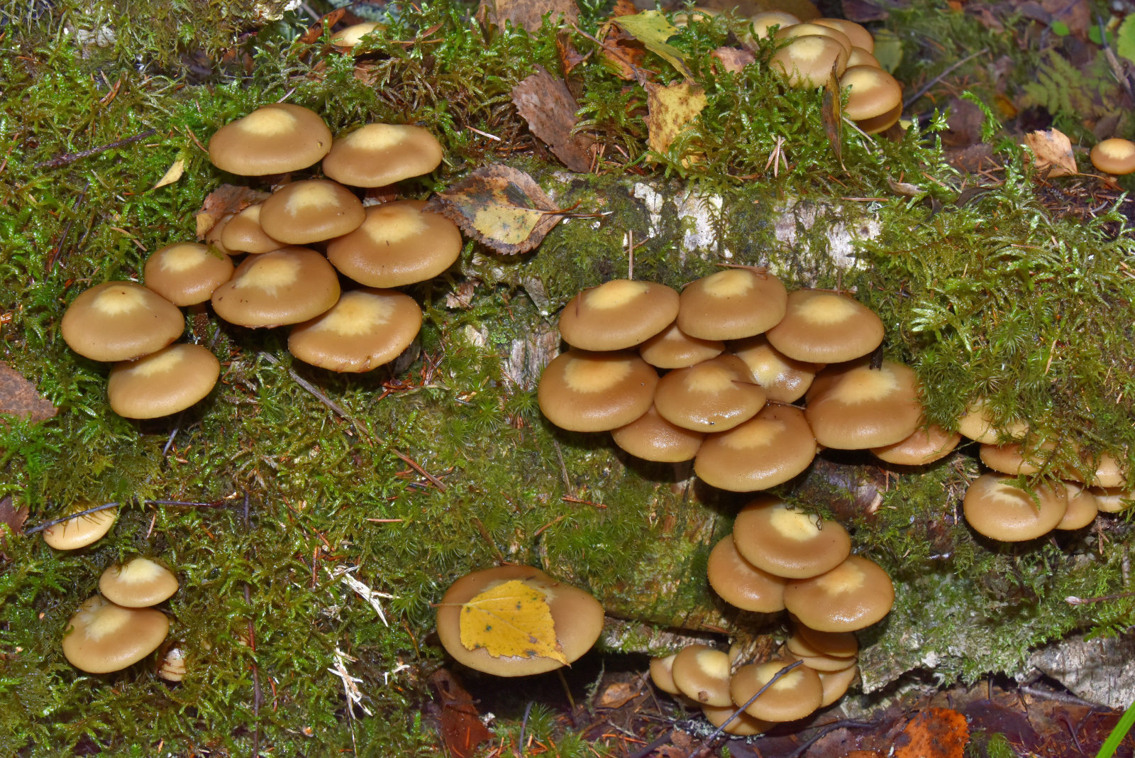 Valokuvaaja: Reijo Juurinen Valokuvaaja: Reijo Juurinen