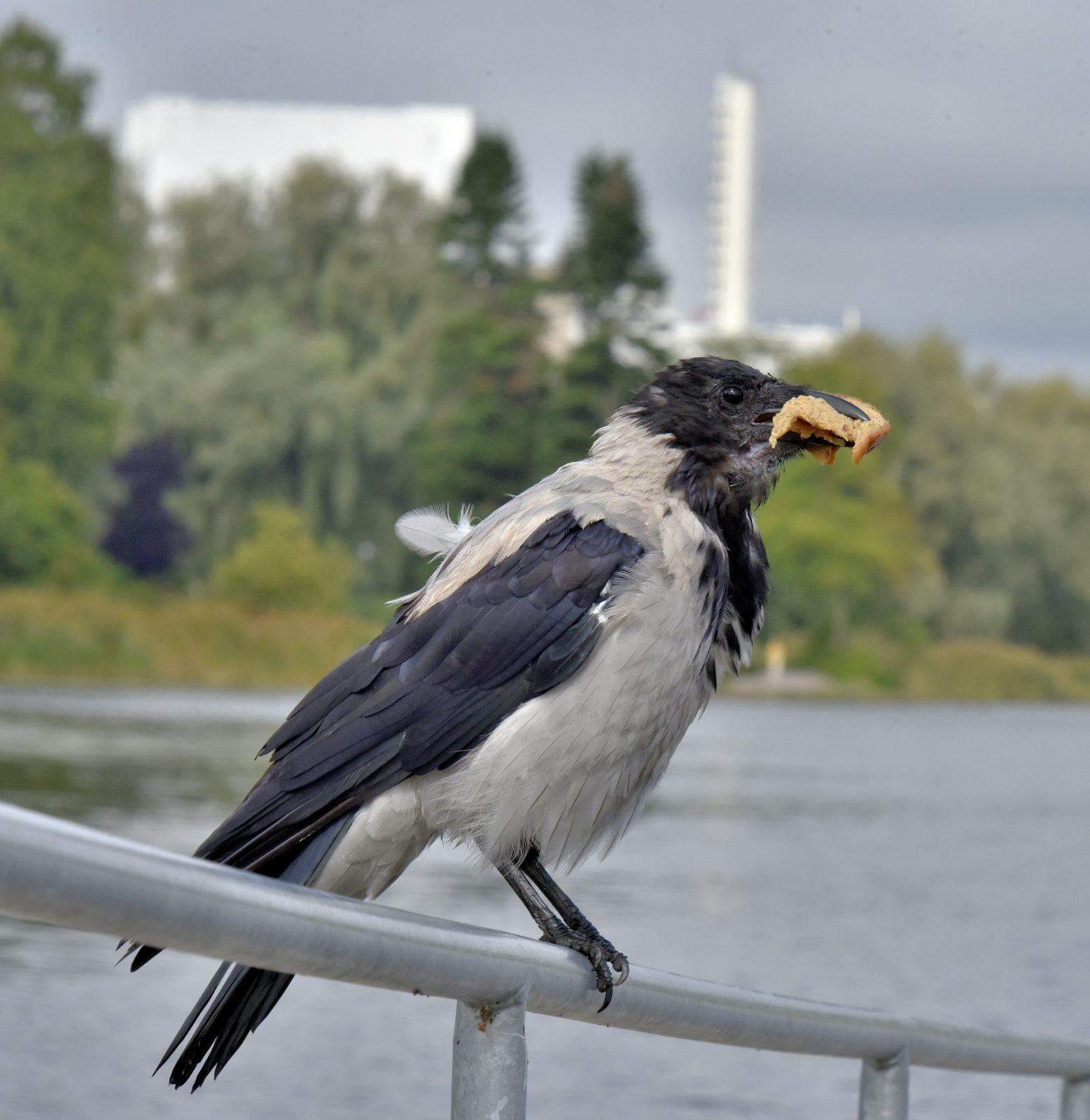 Valokuvaaja: Reijo Juurinen Valokuvaaja: Reijo Juurinen