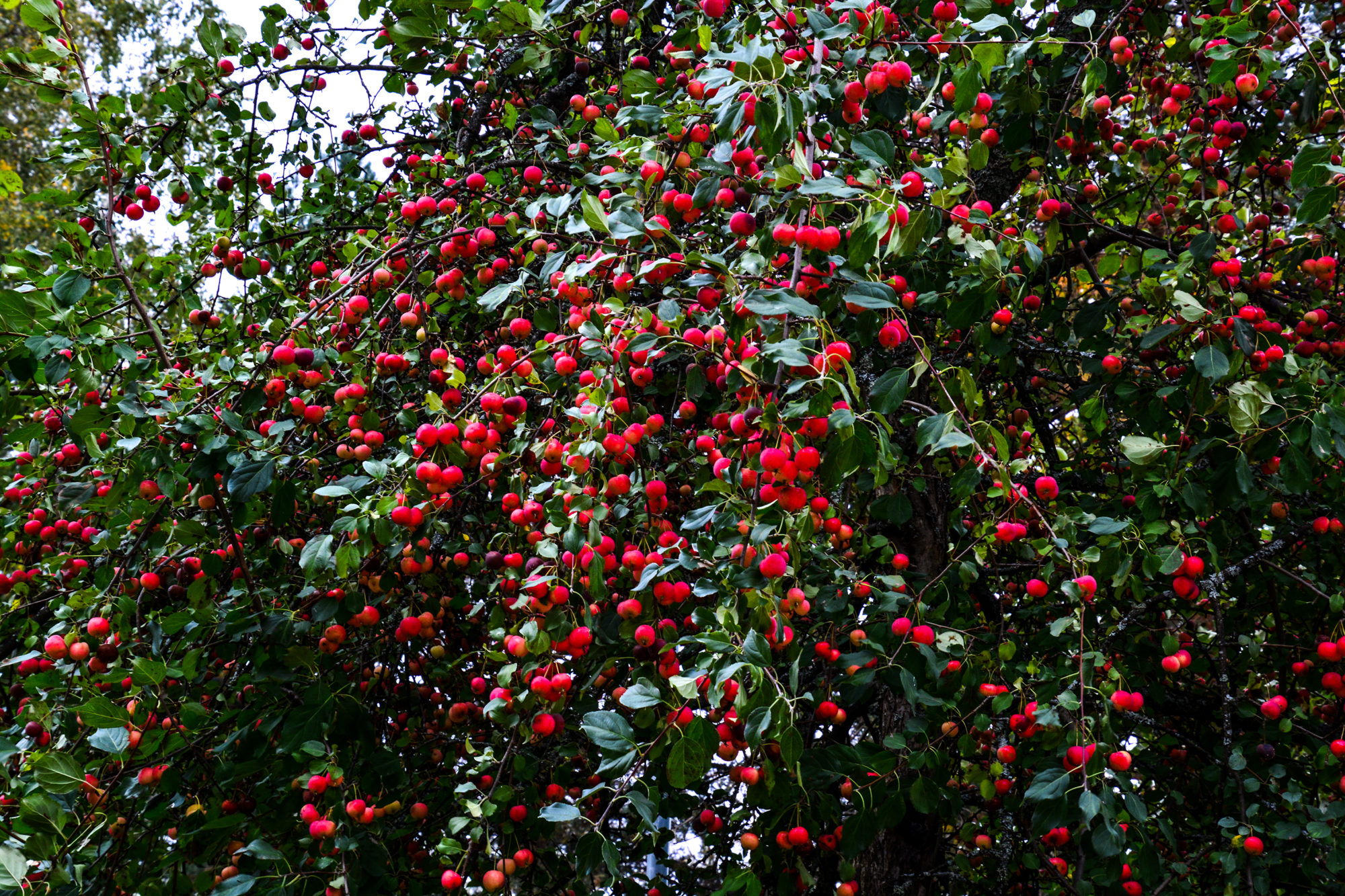 Valokuvaaja: Maija Savolainen